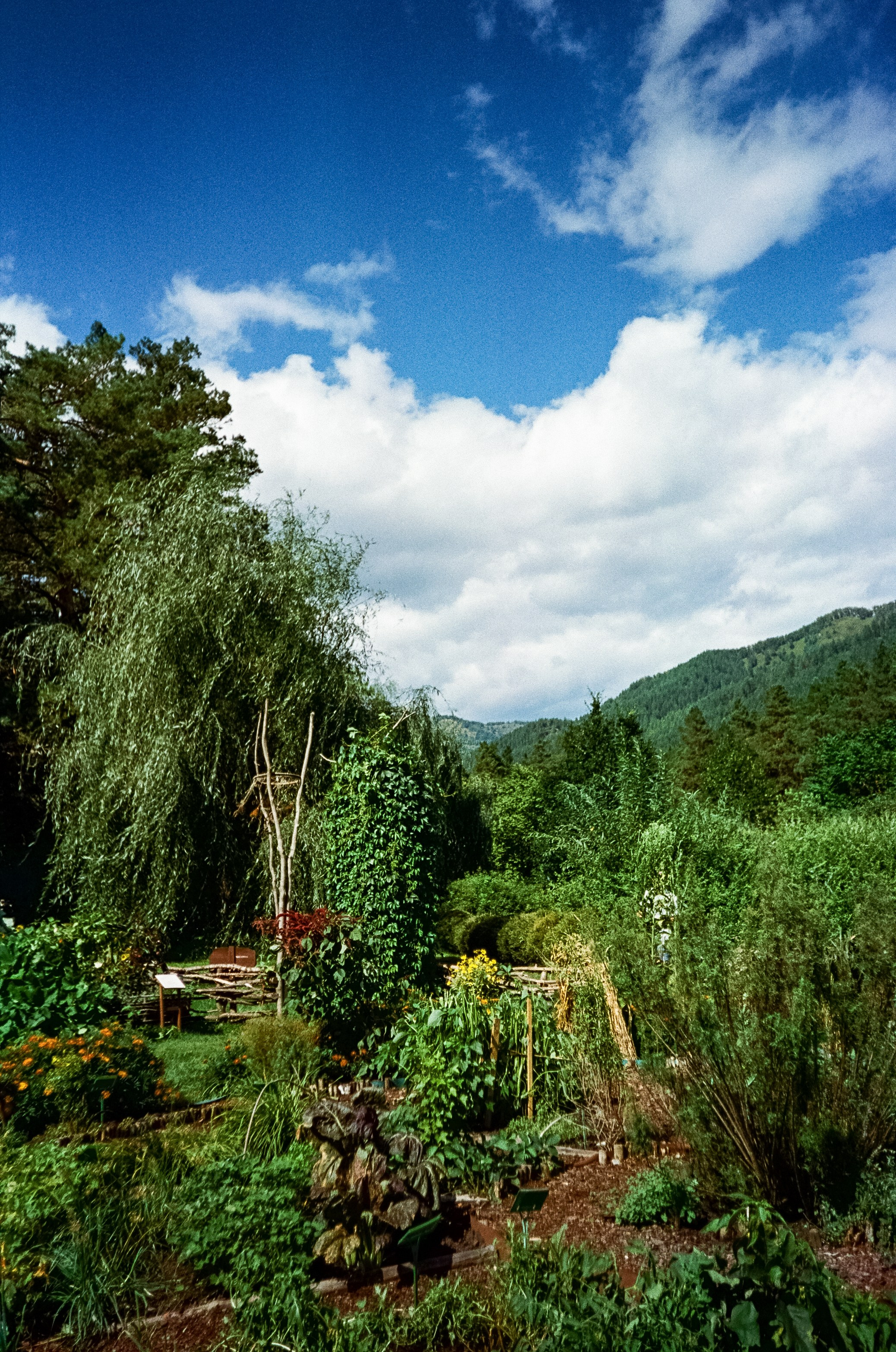 Ботанический сад в солнечный день. Фотограф-документалист Мария Осокина
