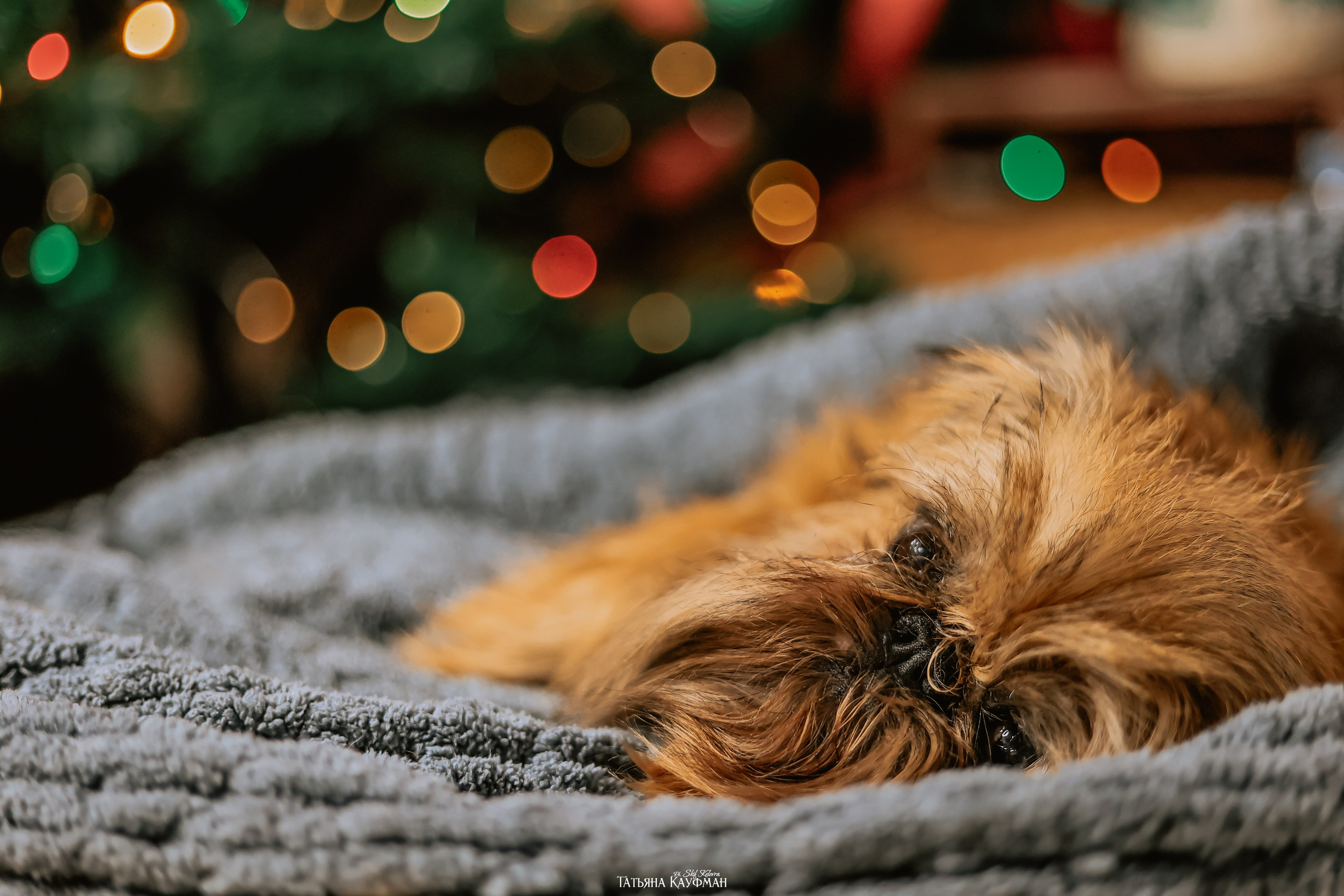 Брюссельский гриффон, фотография гриффон, красивая собака, фотограф анималист, фотокурс Анималистика, научиться фотографировать собак, фотограф Новосибирск