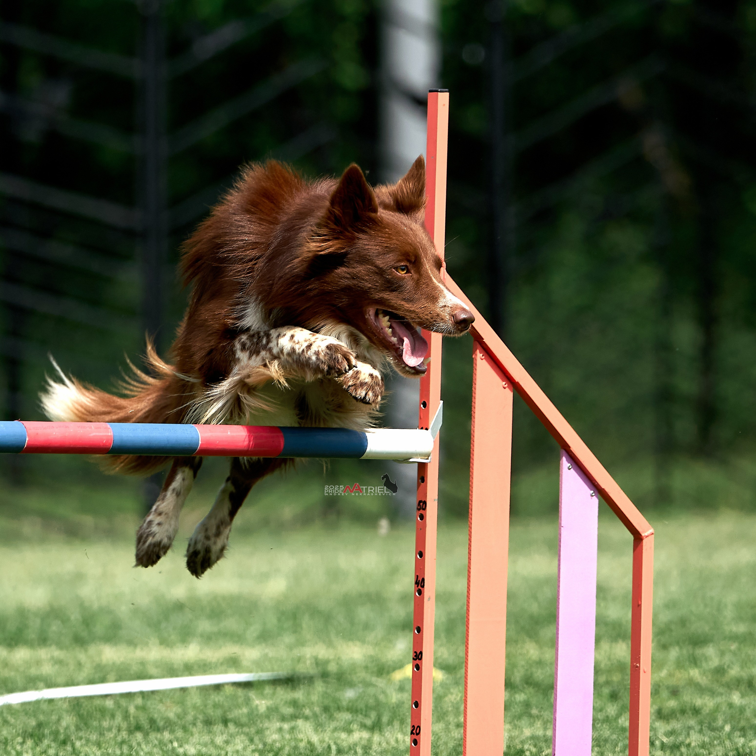 съемка собак на соревнованиях по аджилити