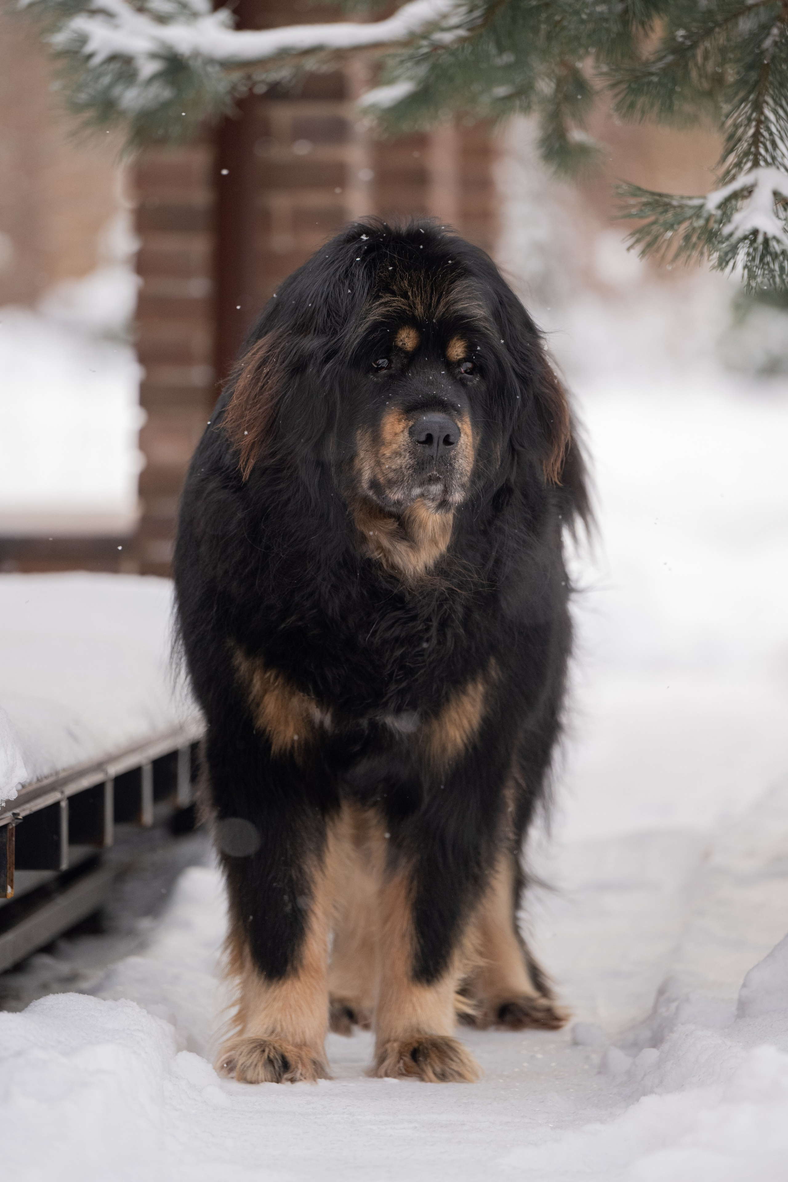 Мои Злата и Фред. -