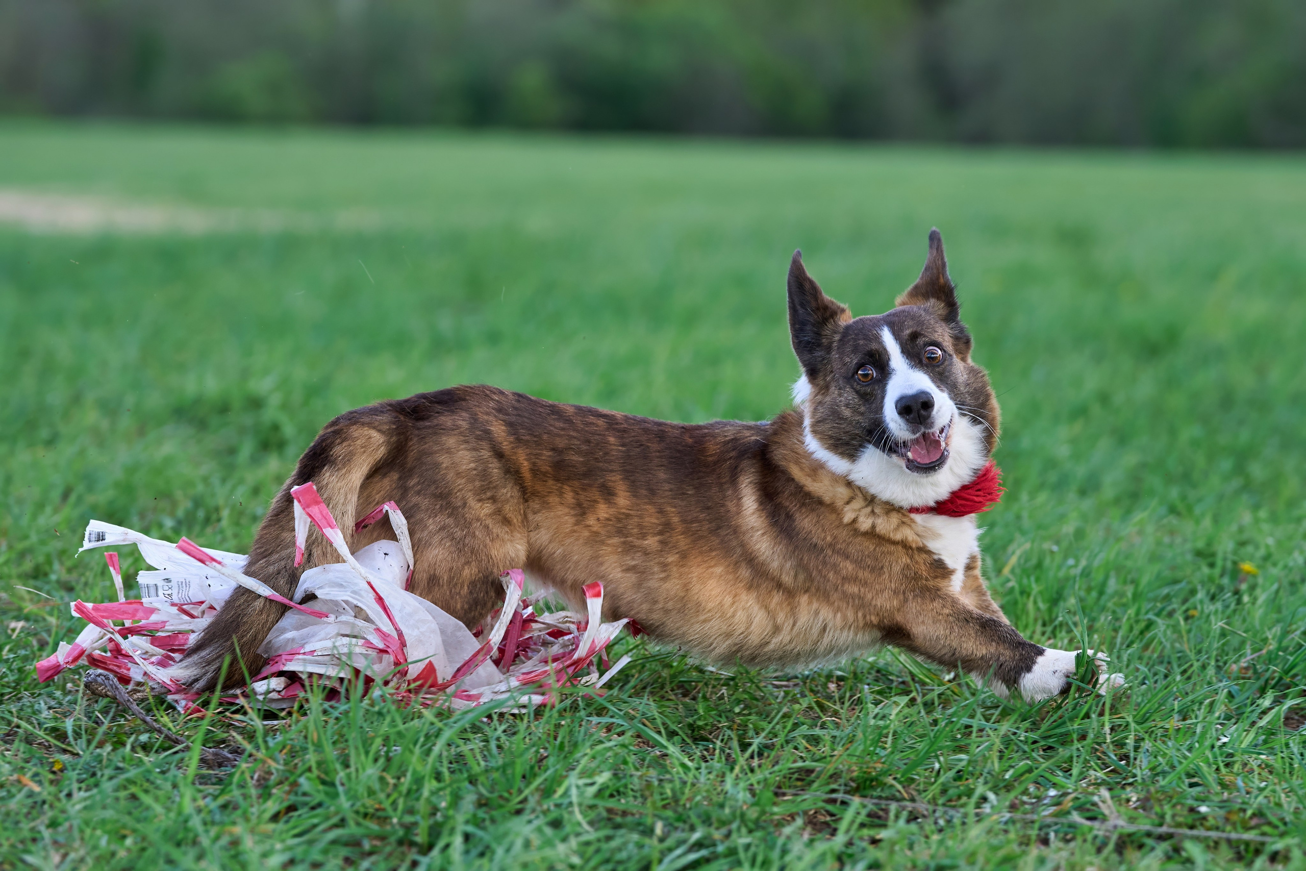 Тренировка по курсингу «на Ярославке». Фотограф-анималист Михаил Манухин