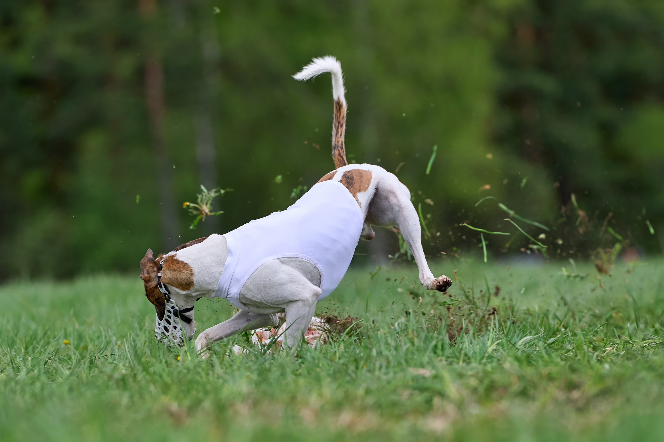 ПЧРКФ по курсингу. Фотограф-анималист Михаил Манухин