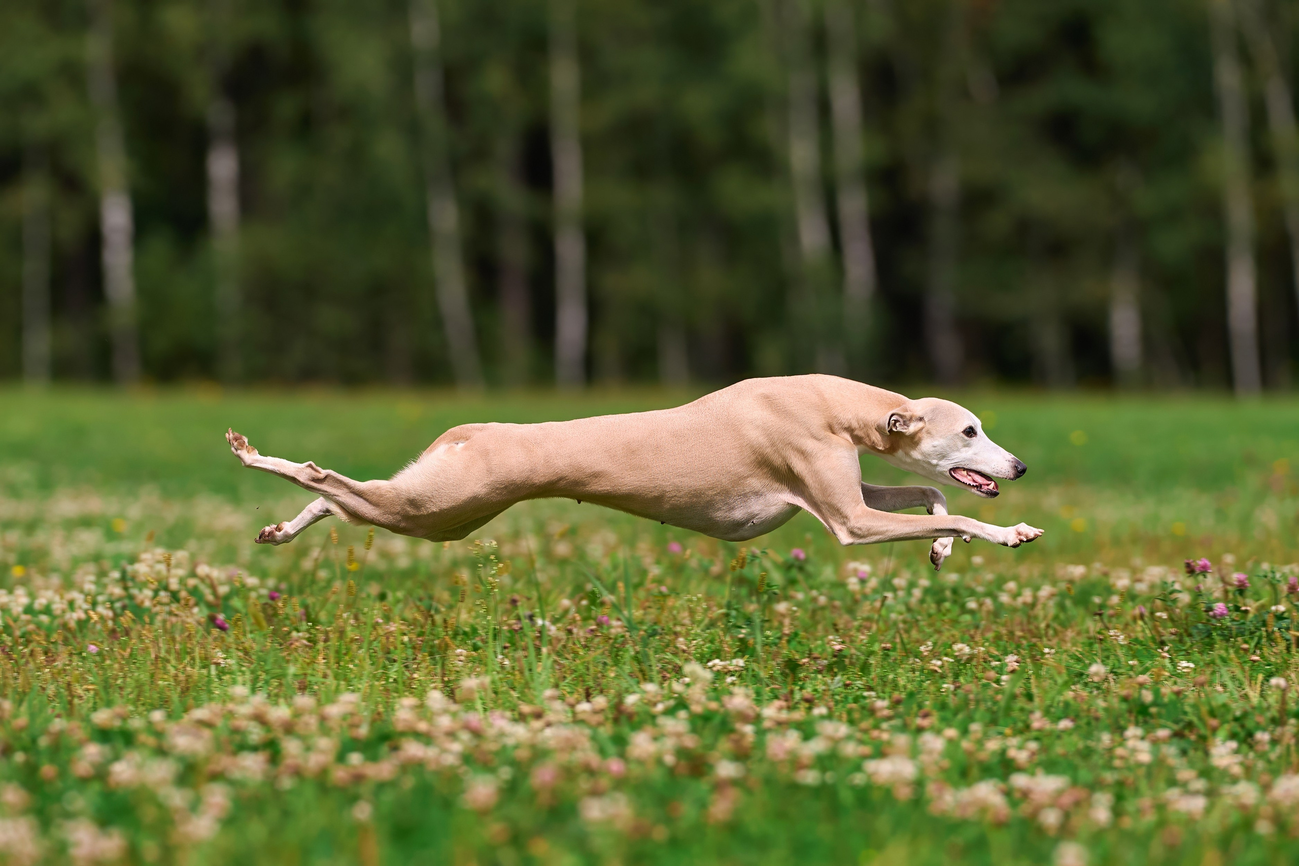 Тренировка в Донино. Фотограф-анималист Михаил Манухин