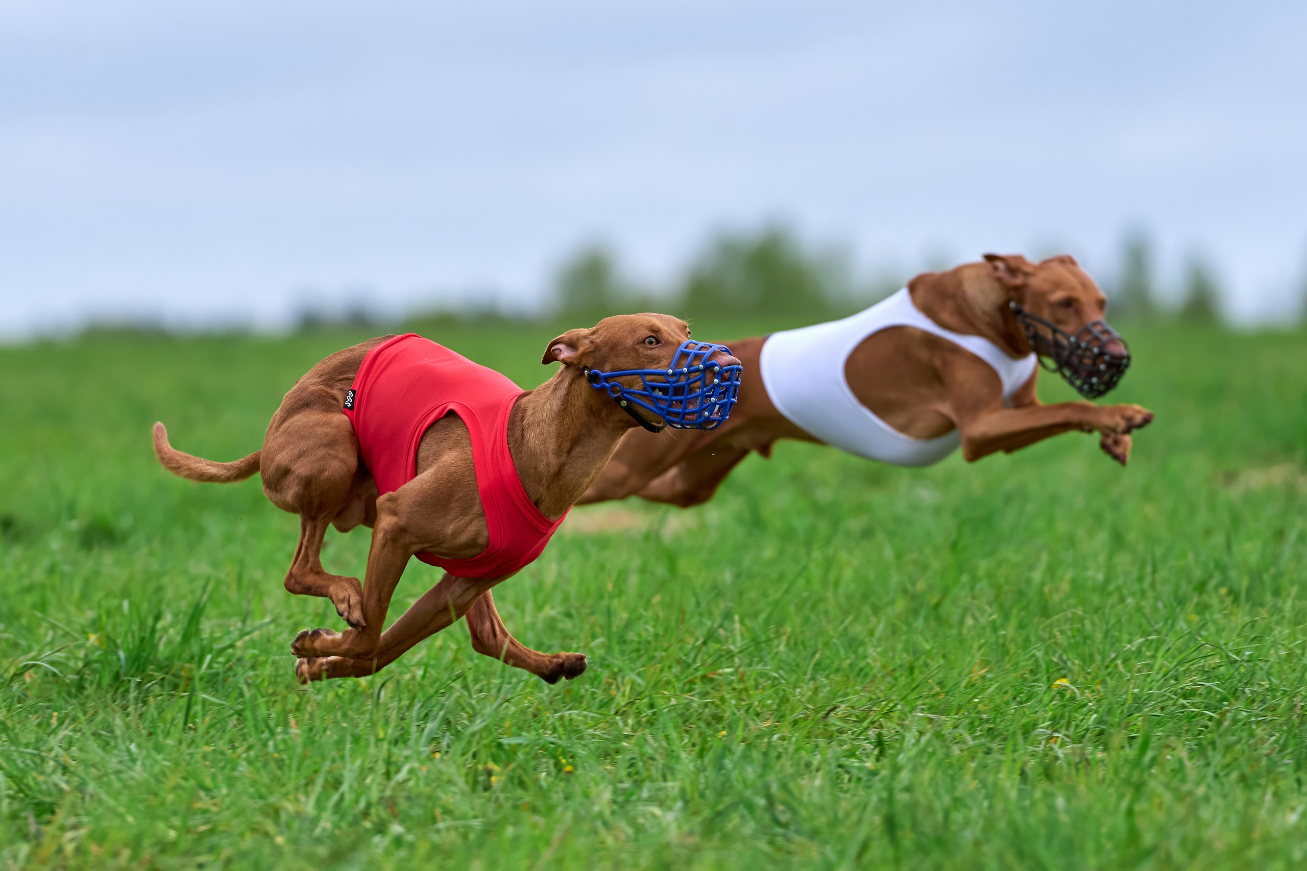 ПЧРКФ по курсингу. Фотограф-анималист Михаил Манухин