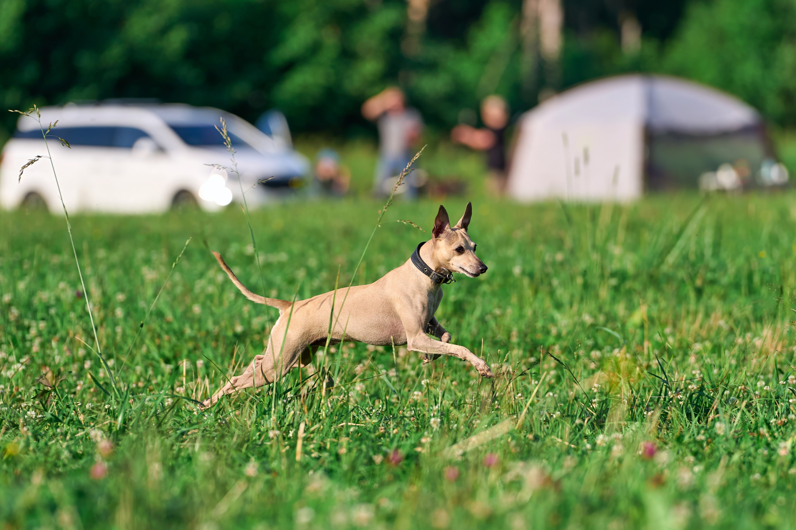 Тренировка по курсингу Донино. Фотограф-анималист Михаил Манухин