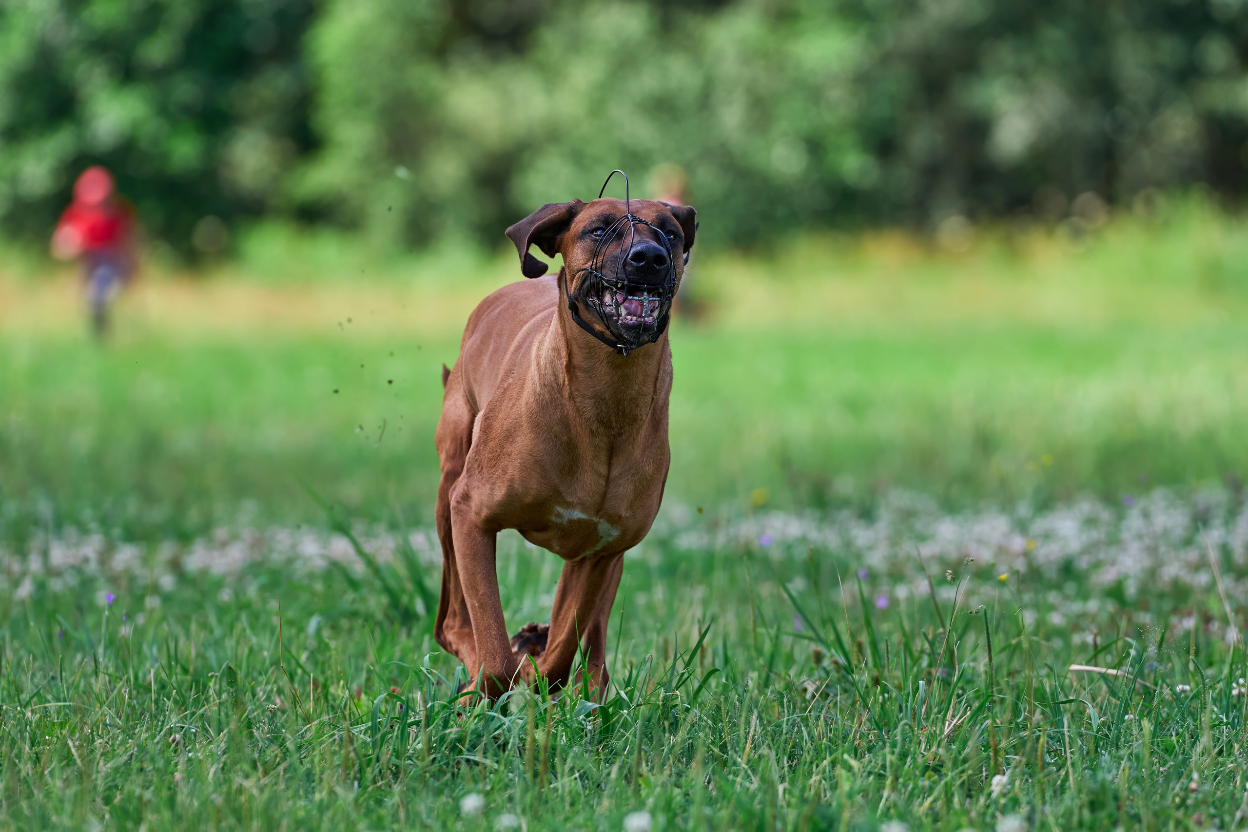 Тренировка по курсингу в Донино. Фотограф-анималист Михаил Манухин