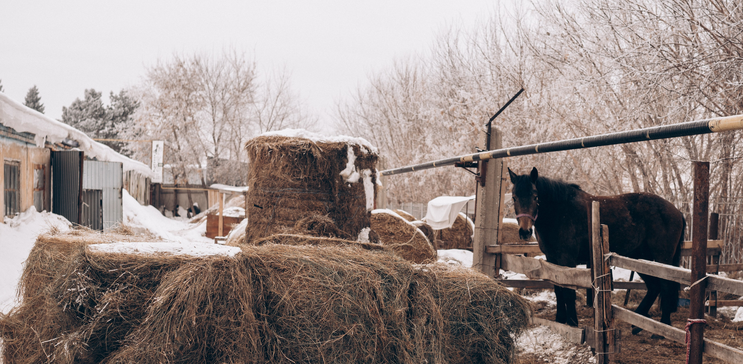 Выходной на конюшне. Семейный, ньюборн фотограф, фотограф на роды в Москве, Виктория Тюльдюкова