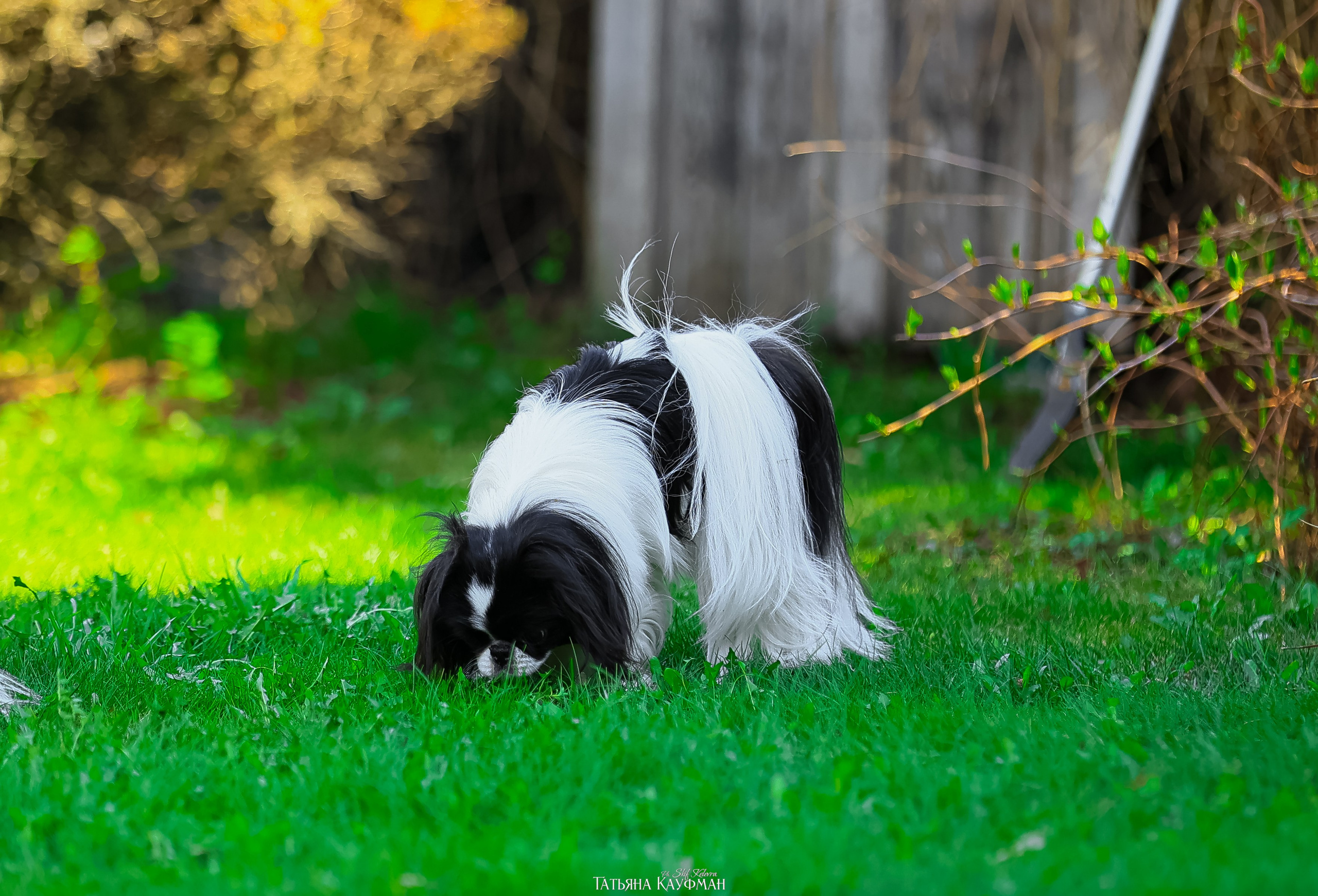 Японский хин, фотография японский хин, собака в цветах, красивая собака, фотограф анималист, фотокурс Анималистика, научиться фотографировать собак, фотограф Новосибирск