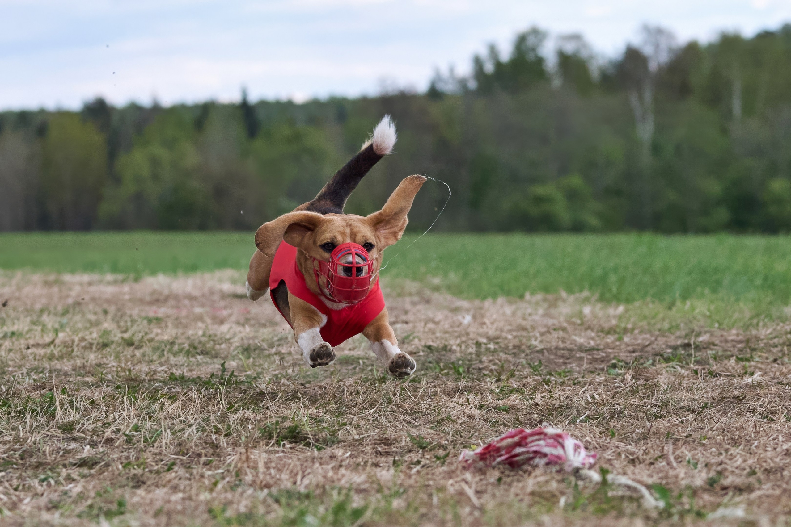 ЧРКФ по бегам за мех.приманкой. Фотограф-анималист Михаил Манухин
