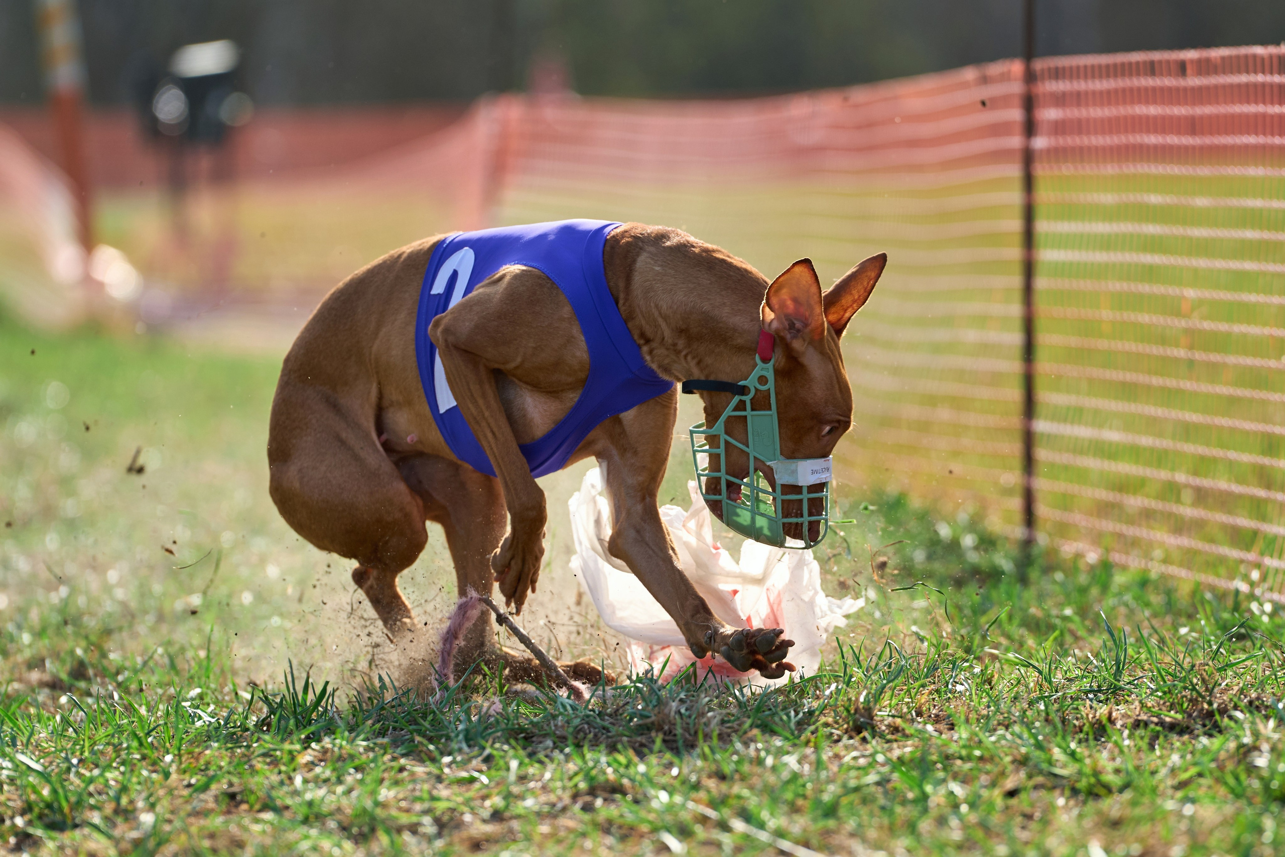 Квалификация по рейсингу. Фотограф-анималист Михаил Манухин