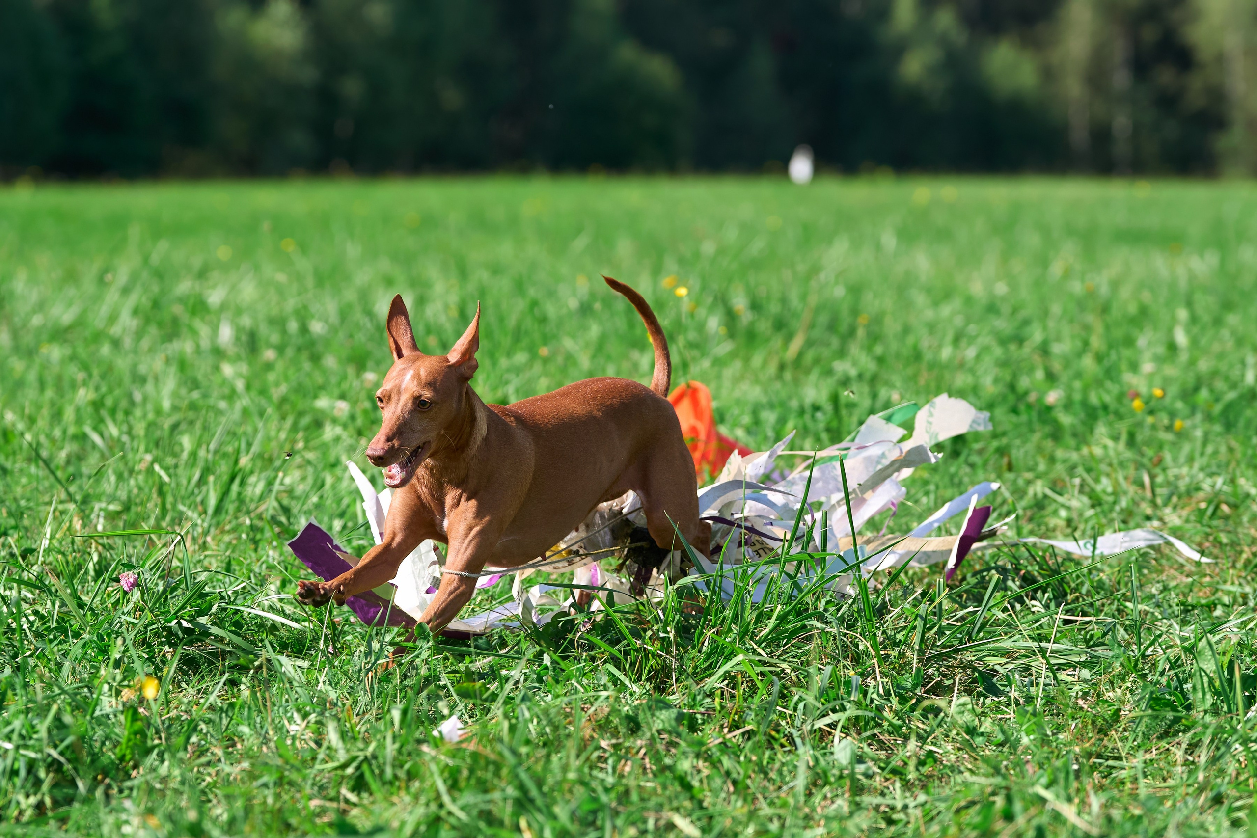 Тренировка в Донино. Фотограф-анималист Михаил Манухин