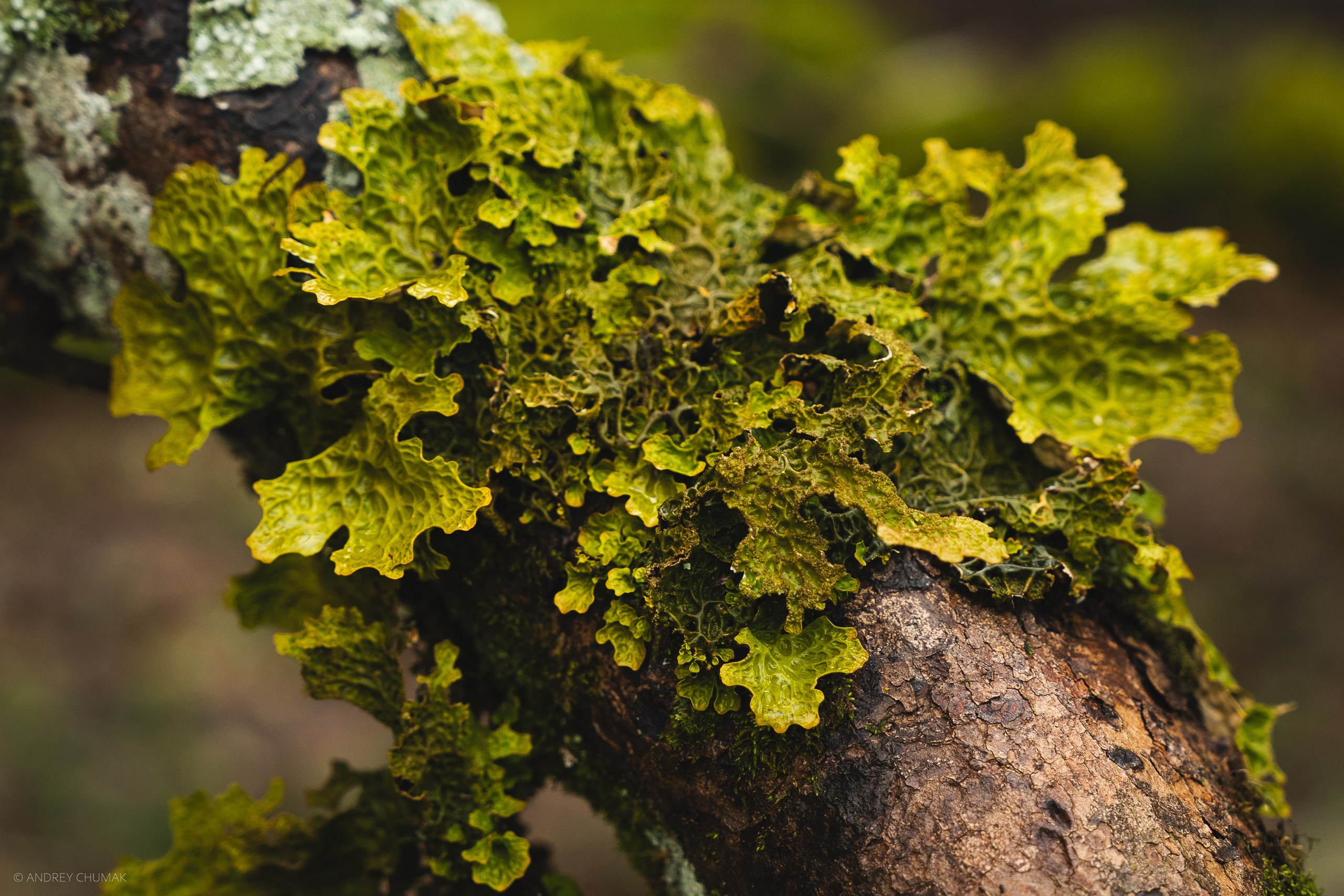 Анонс на фотопоходы в апреле. Универсальный фотограф по Крыму