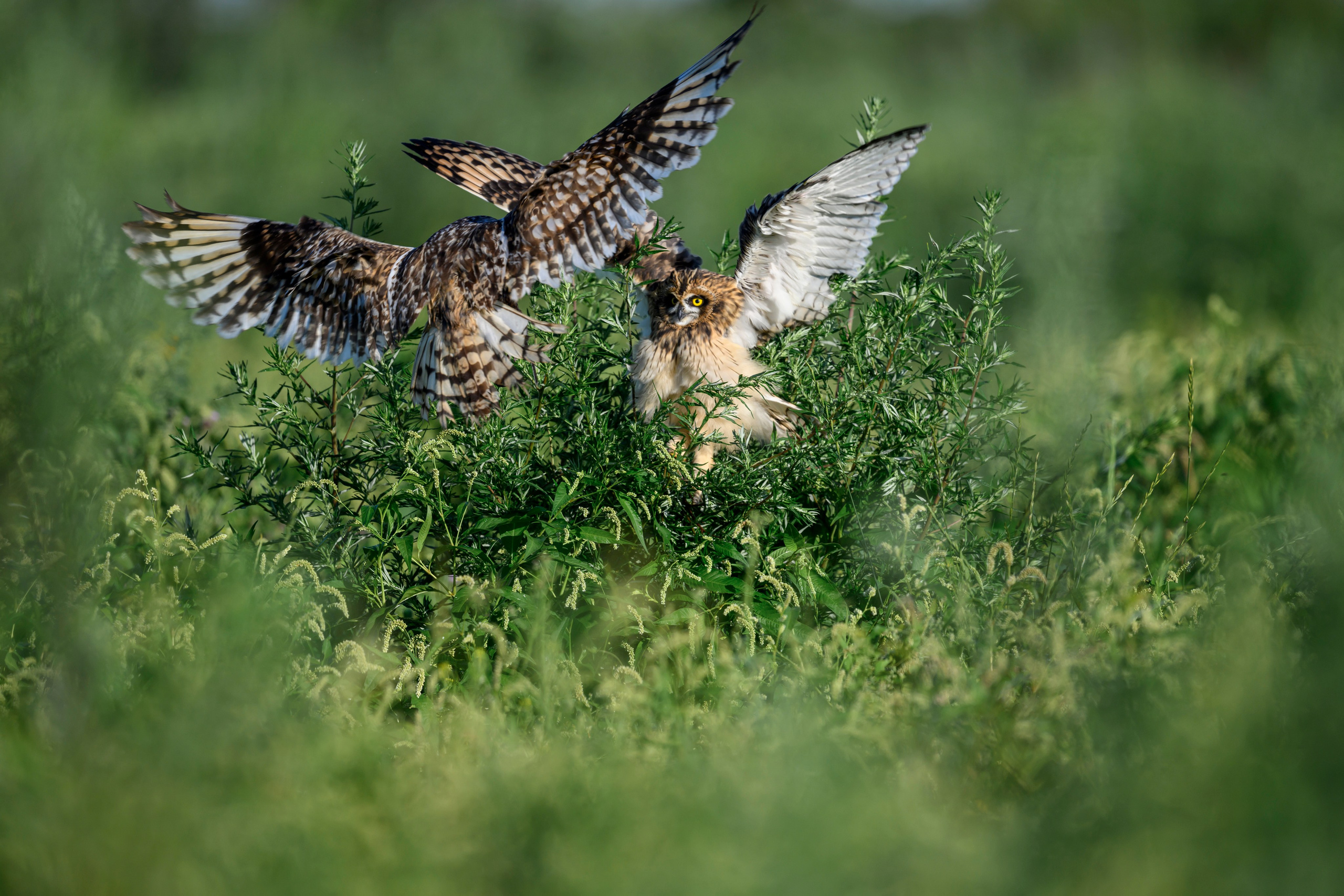 Битва сов и кормление совят. The Owl Battle and Feeding the Nestlings. Фотограф Сергей Пупонин