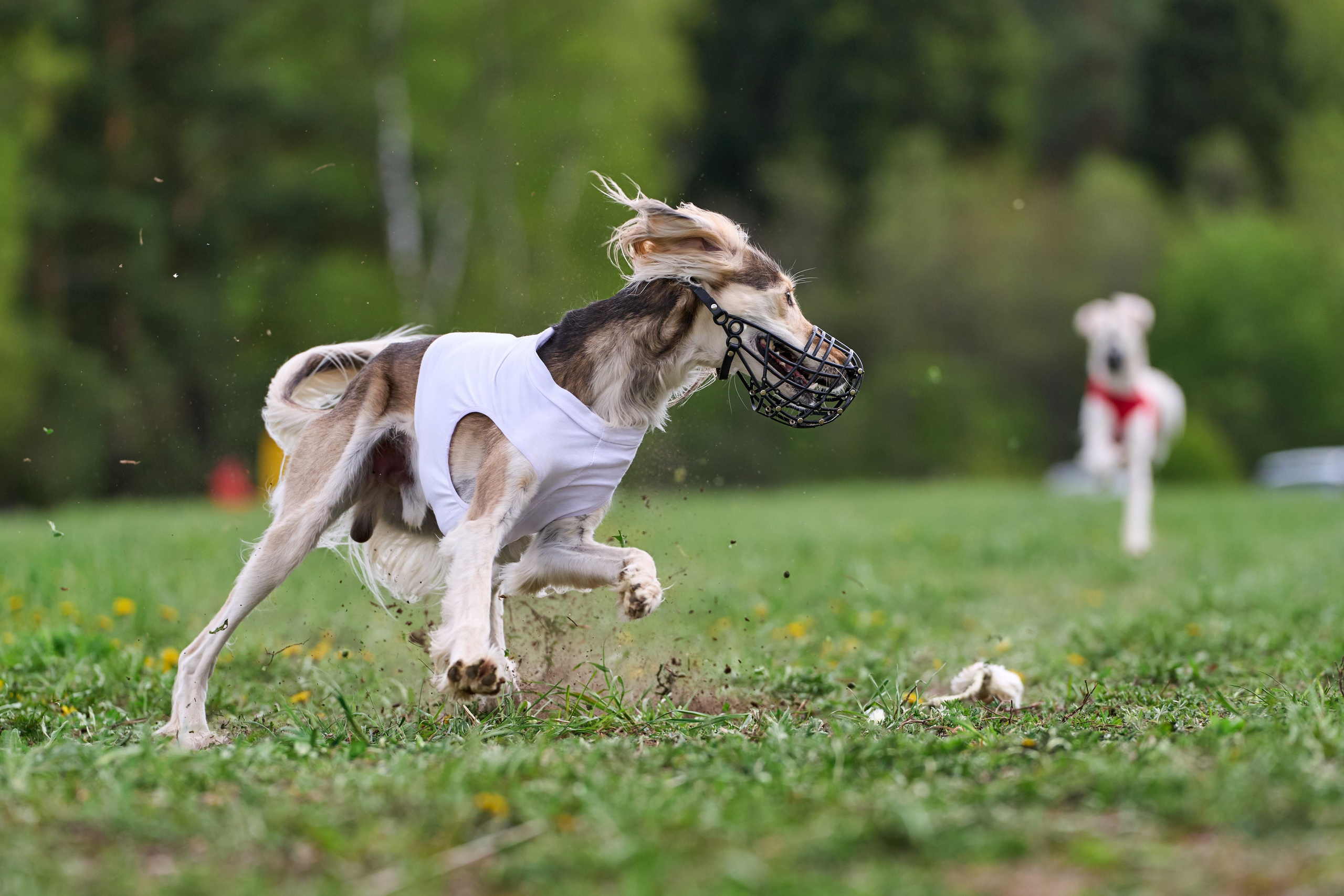 ПЧРКФ по курсингу. Фотограф-анималист Михаил Манухин