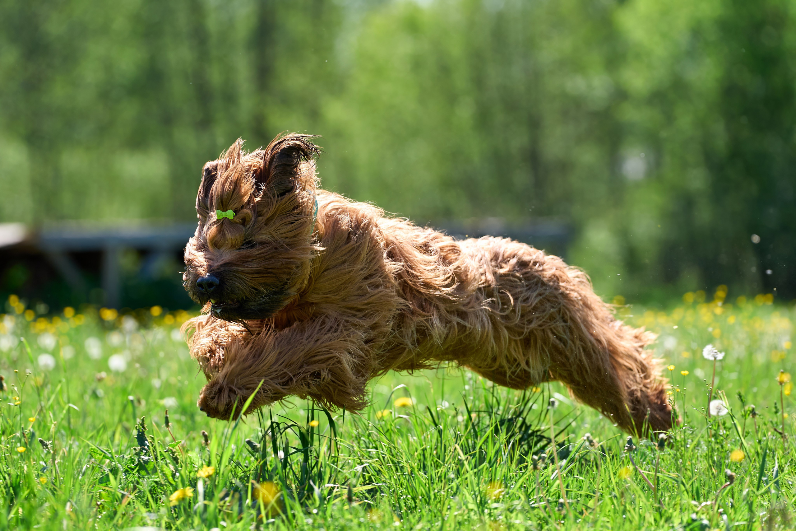 Тренировка по курсингу Донино. Фотограф-анималист Михаил Манухин