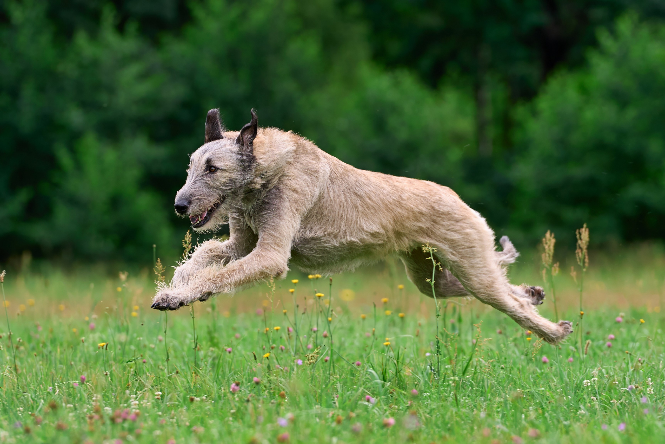 Тренировка по курсингу в Донино. Фотограф-анималист Михаил Манухин