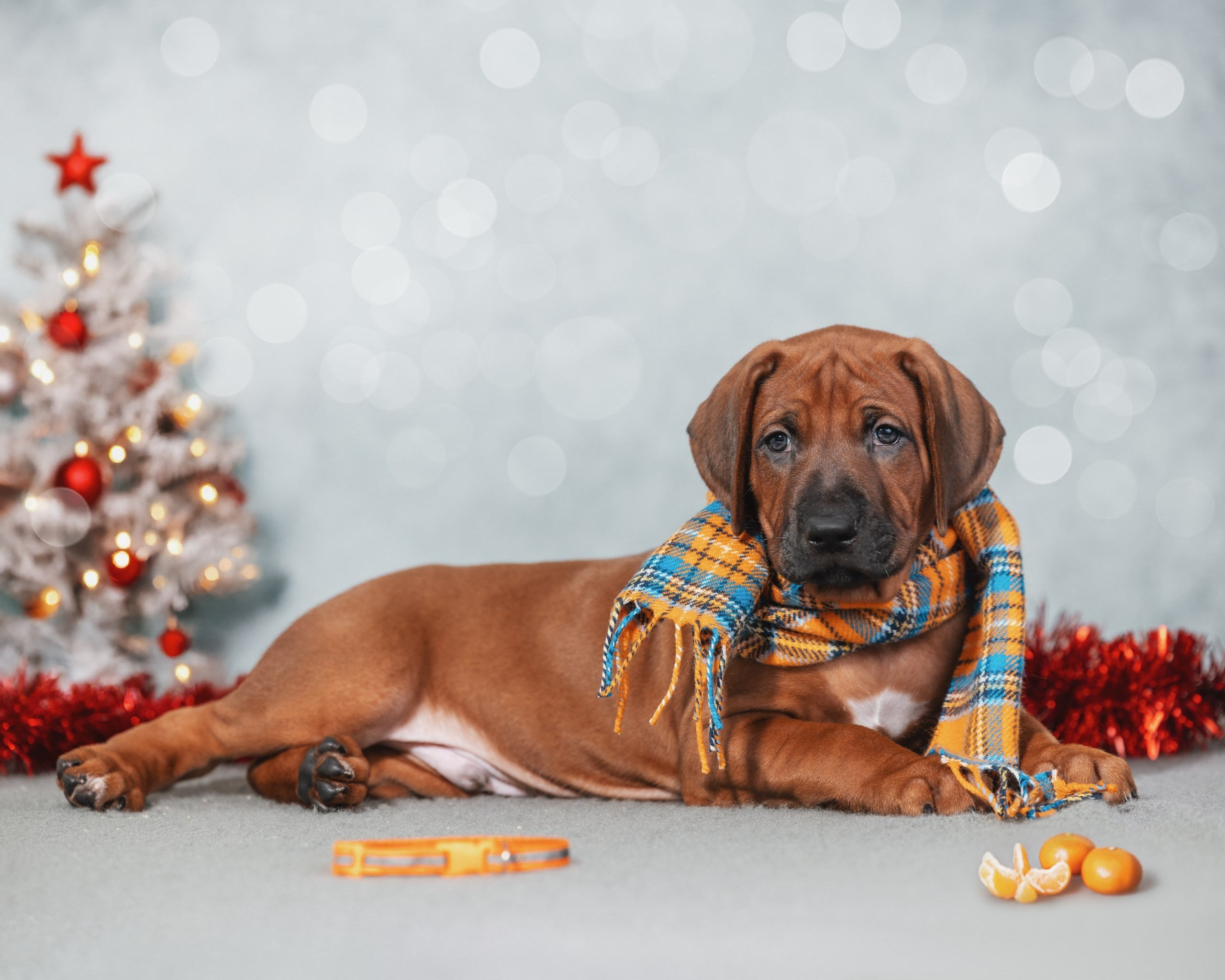 VIVA VERITAS Iz Doma Narayzi (1). Rhodesian Ridgebacks in St. Petersburg