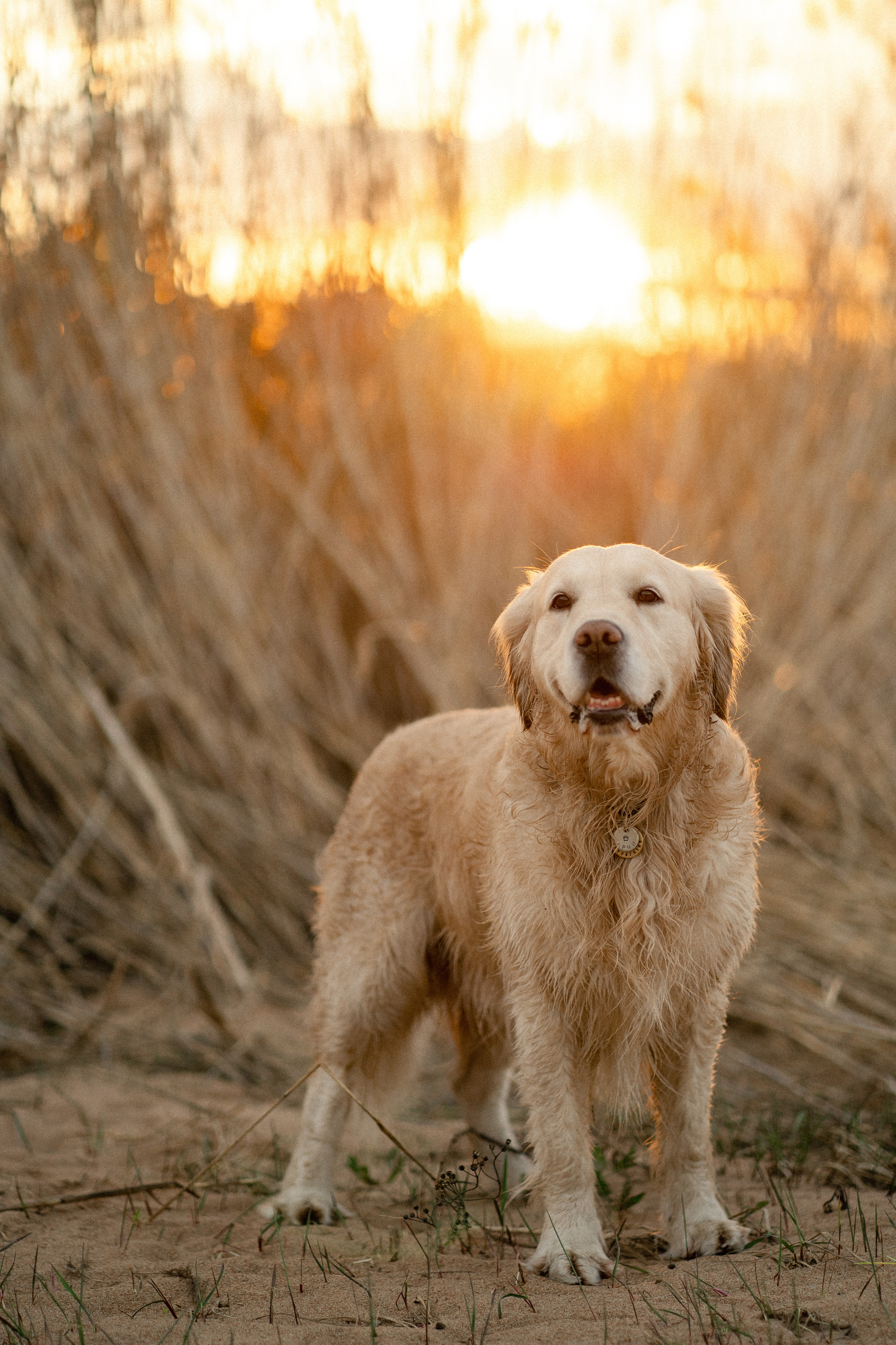 Обо мне. Фотограф — Анималист | Санкт-Петербург