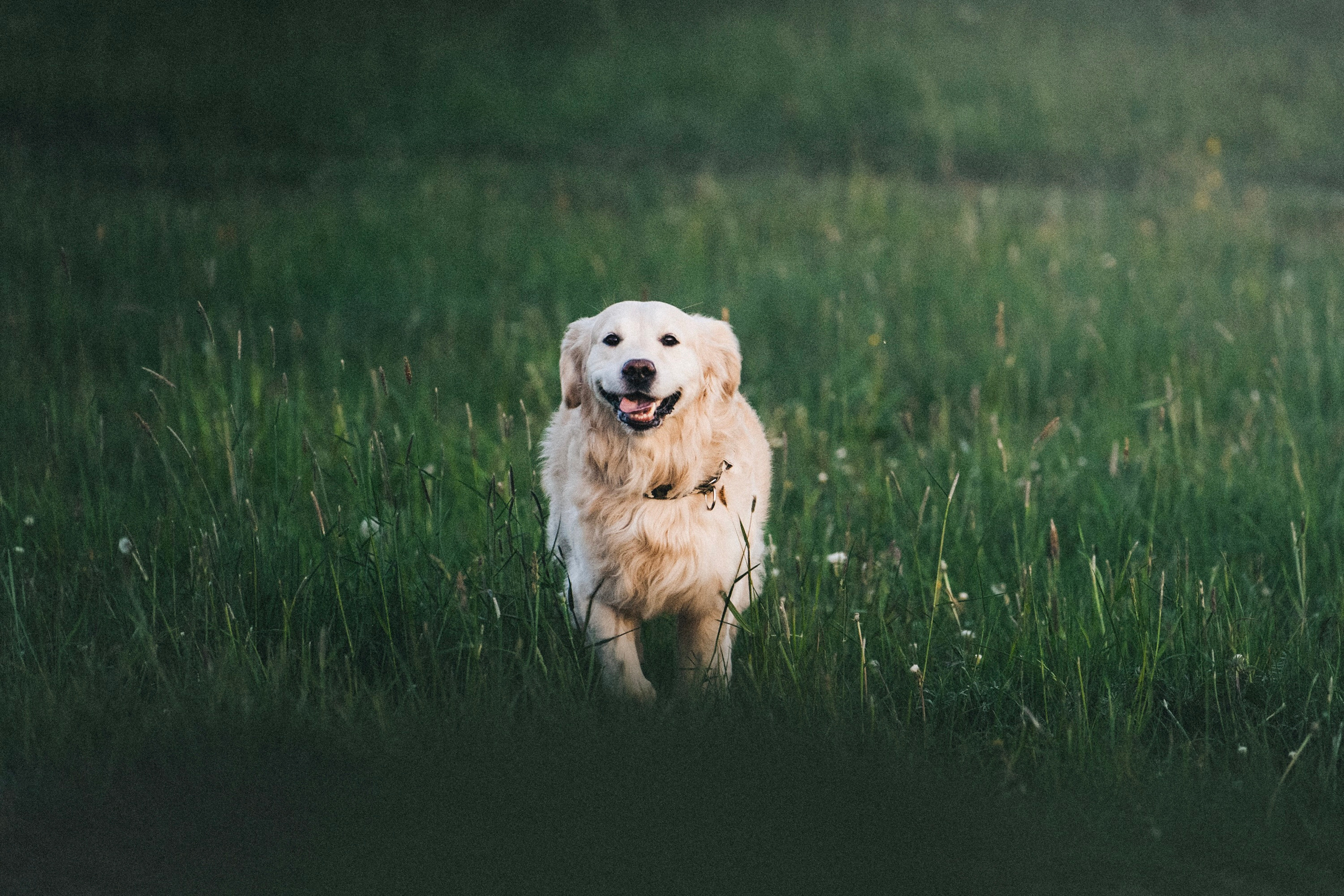 Обо мне. Фотограф — Анималист | Санкт-Петербург