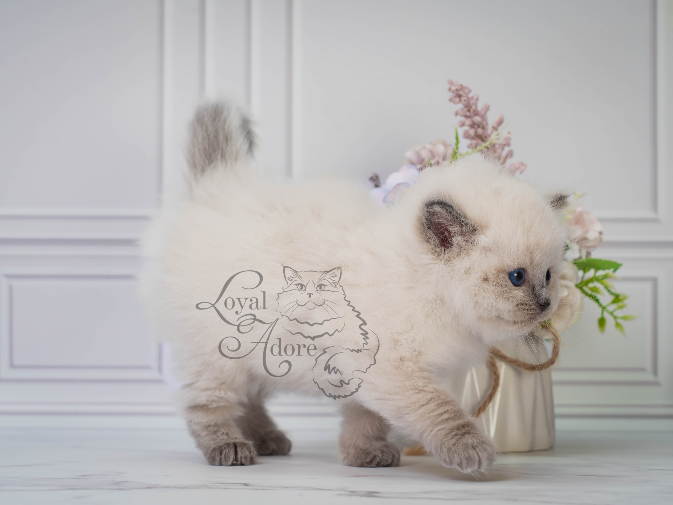 Все свободные котята. Питомник рэгдолл Loyal Adore