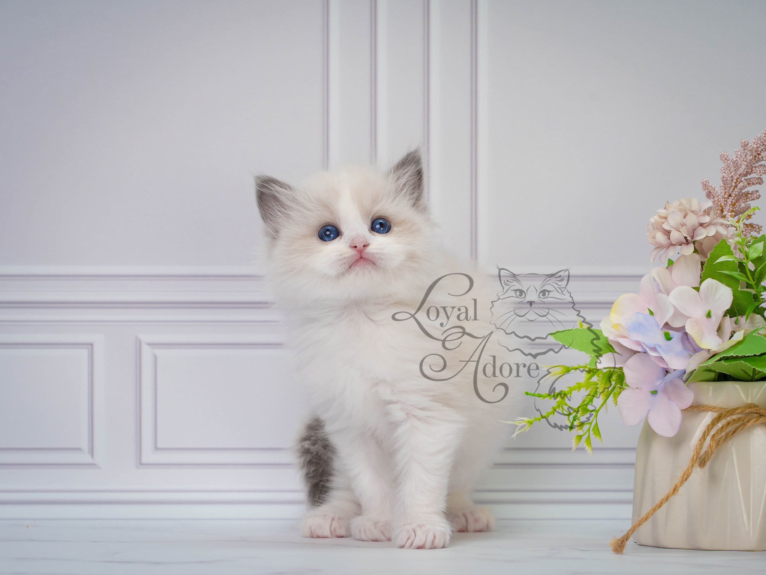 Котята рэгдолл от Loyal Adore. Питомник рэгдолл Loyal Adore