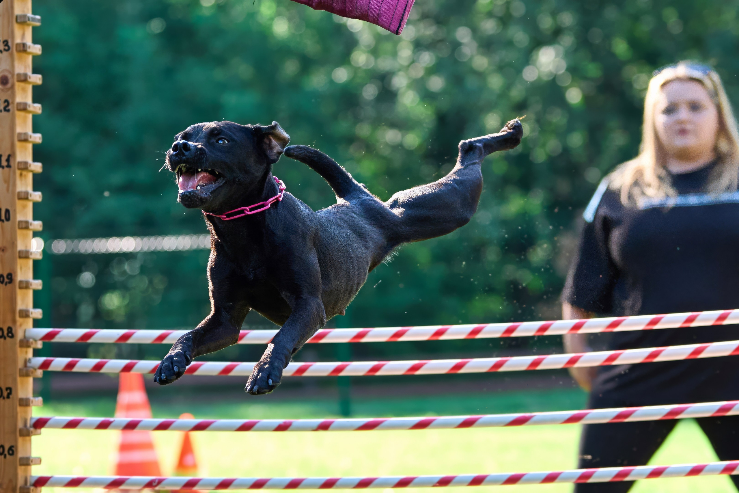 Jump'n'Gym JUMP! — 2024. Фотограф-анималист Михаил Манухин