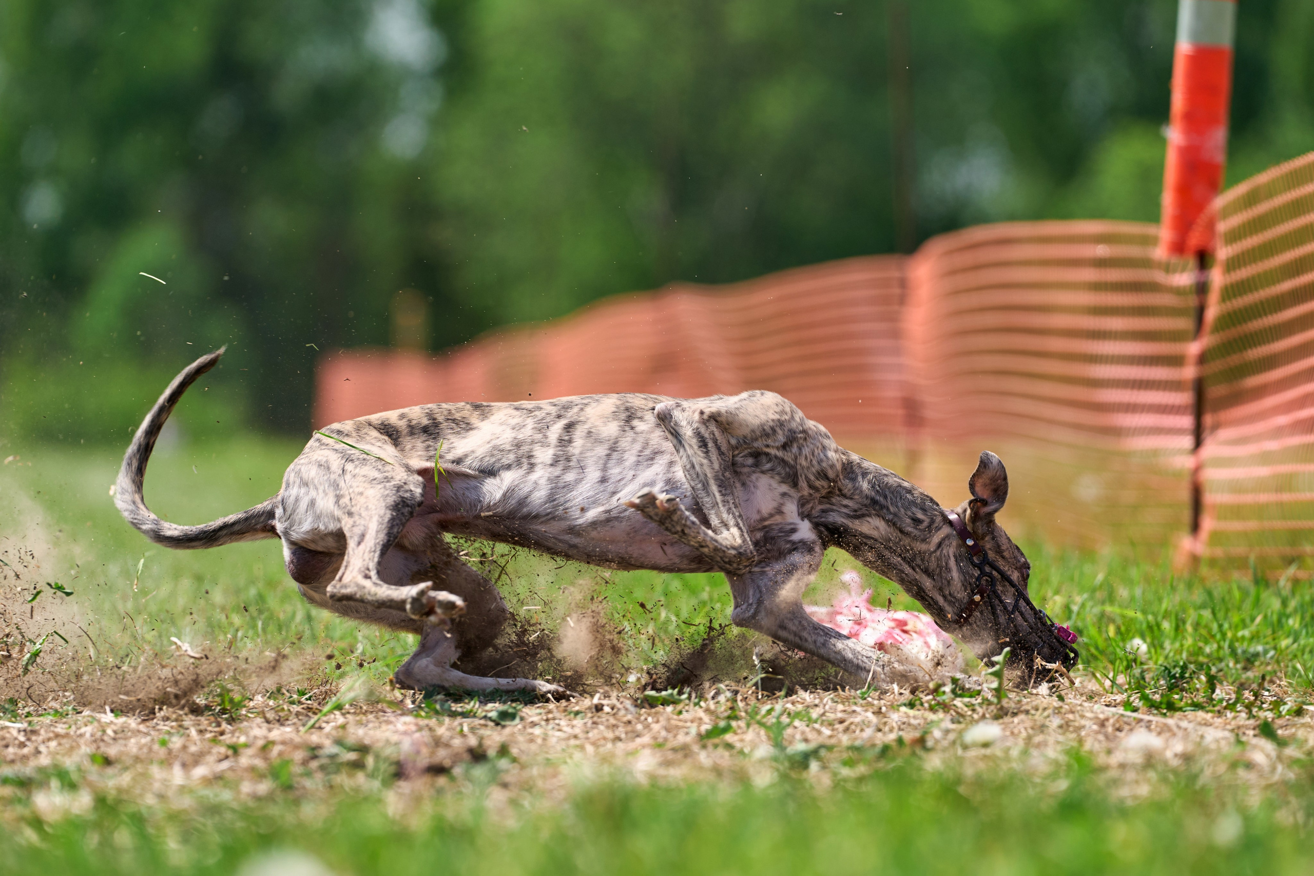 Квалификация по рейсингу. РАЛББ и Курсинг на Ярославке. Фотограф-анималист Михаил Манухин