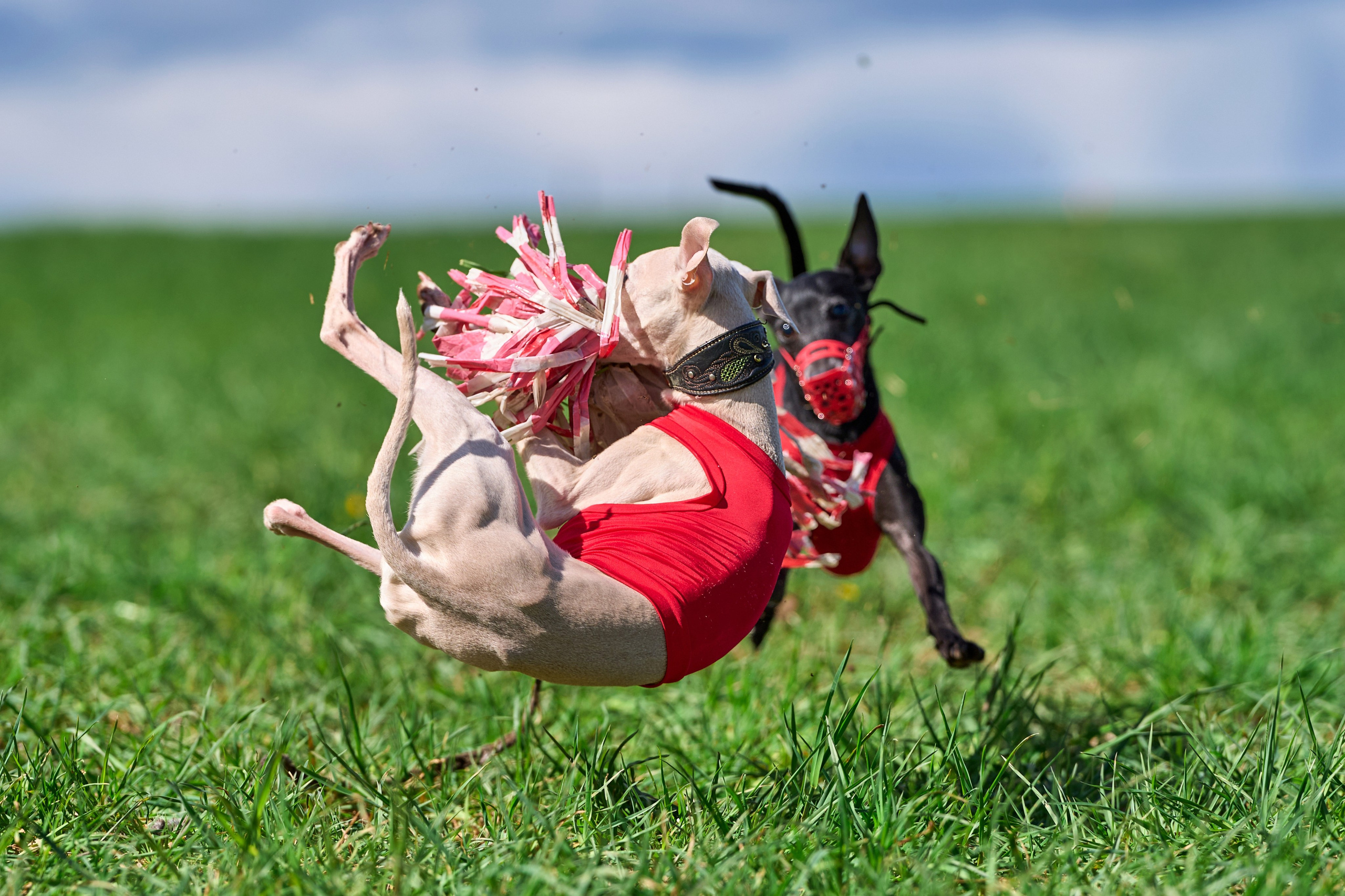 Тренировка по курсингу «на Ярославке». Фотограф-анималист Михаил Манухин