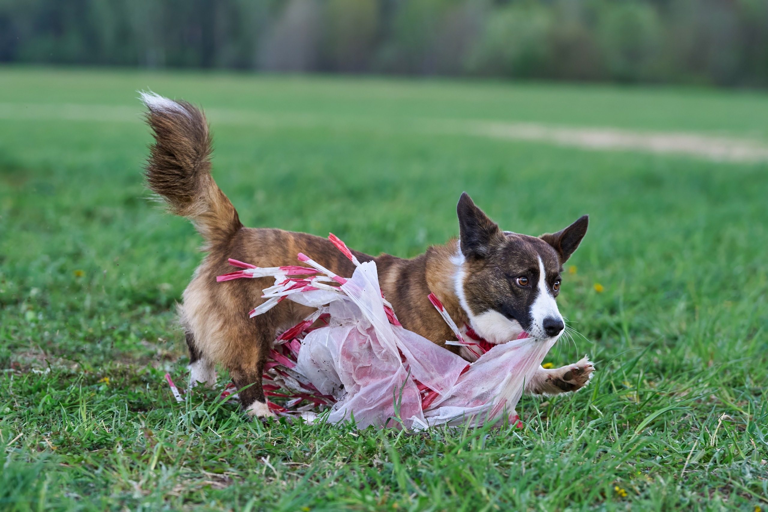 Тренировка по курсингу «на Ярославке». Фотограф-анималист Михаил Манухин