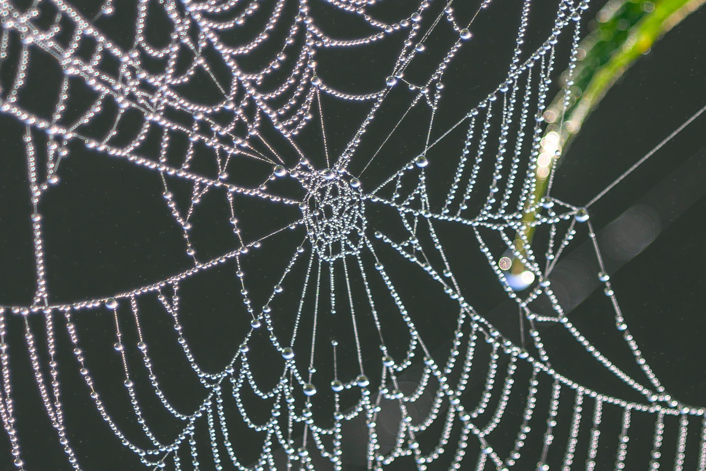 Первая охота совят. The first hunt of owlets. Фотограф Сергей Пупонин