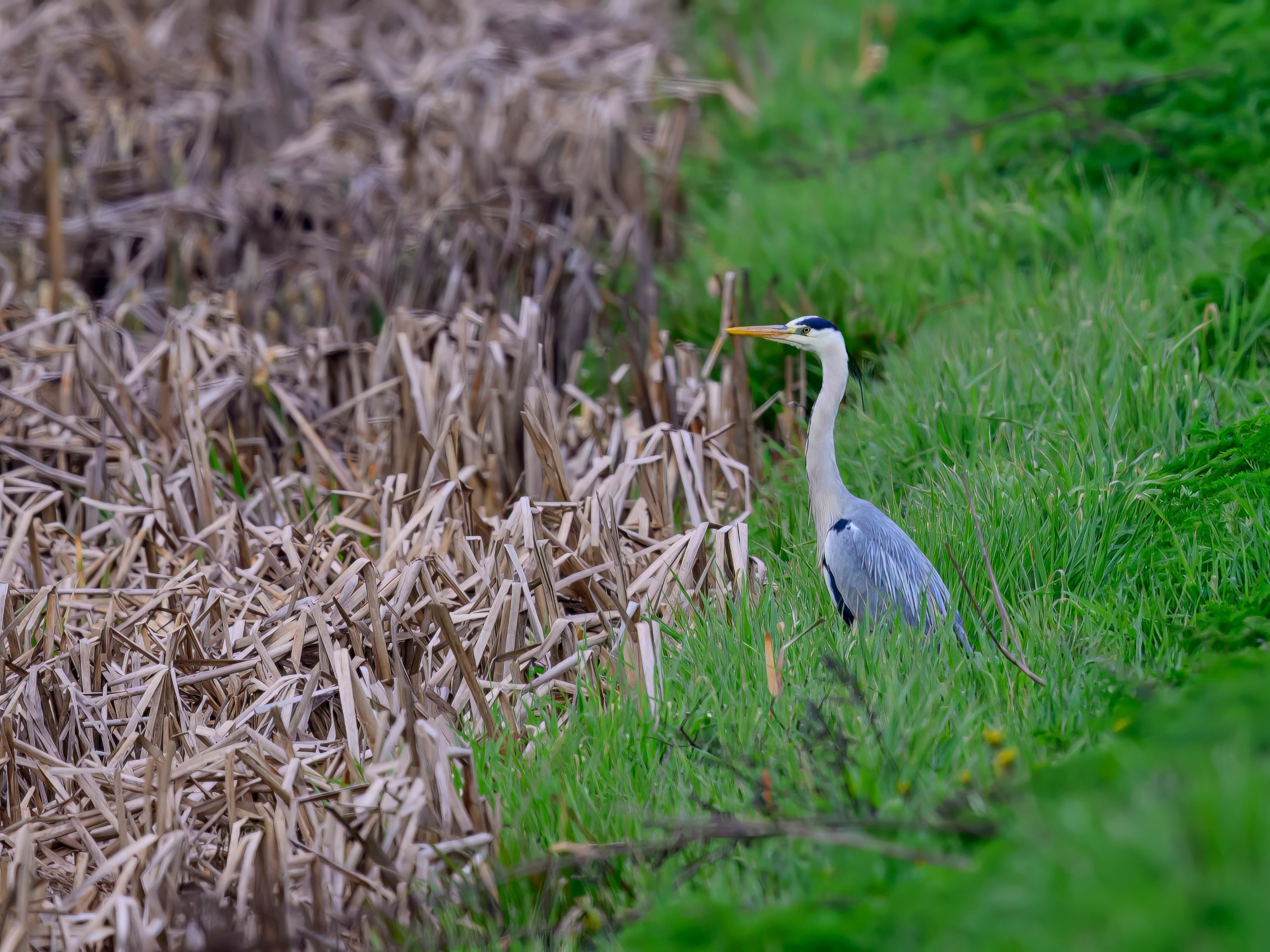 Охота совы и другая живность. Фотограф Сергей Пупонин