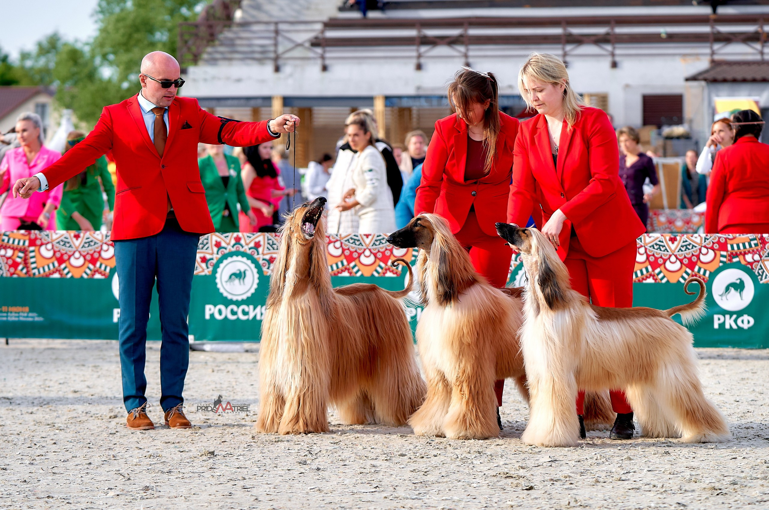 Съемка выставок собак