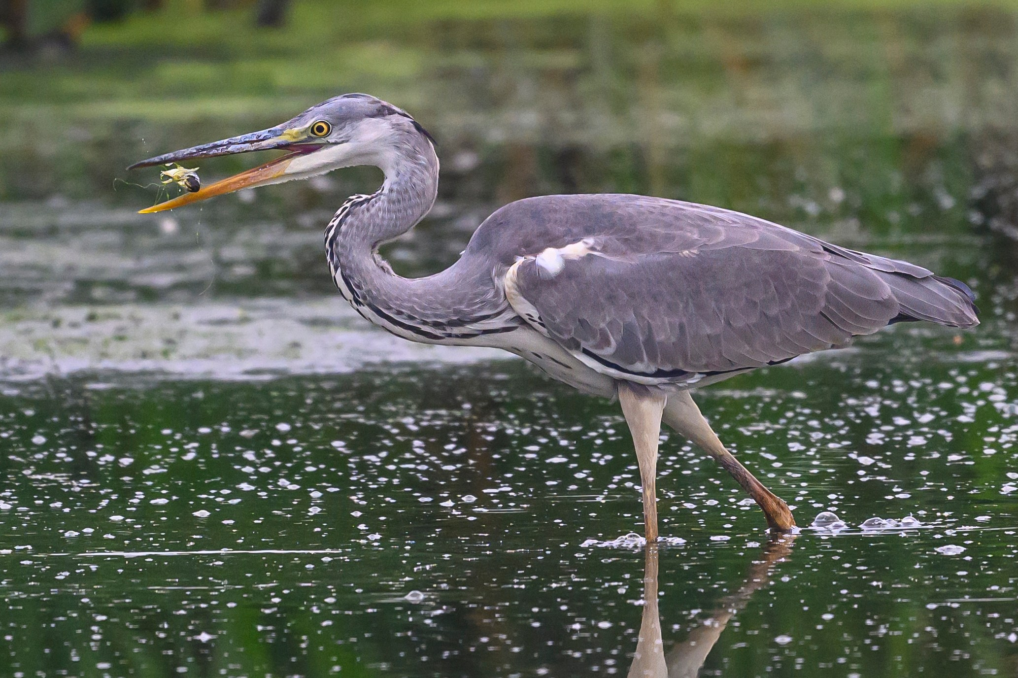 Рыбалка цапли. Fishing of the Heron. Фотограф Сергей Пупонин