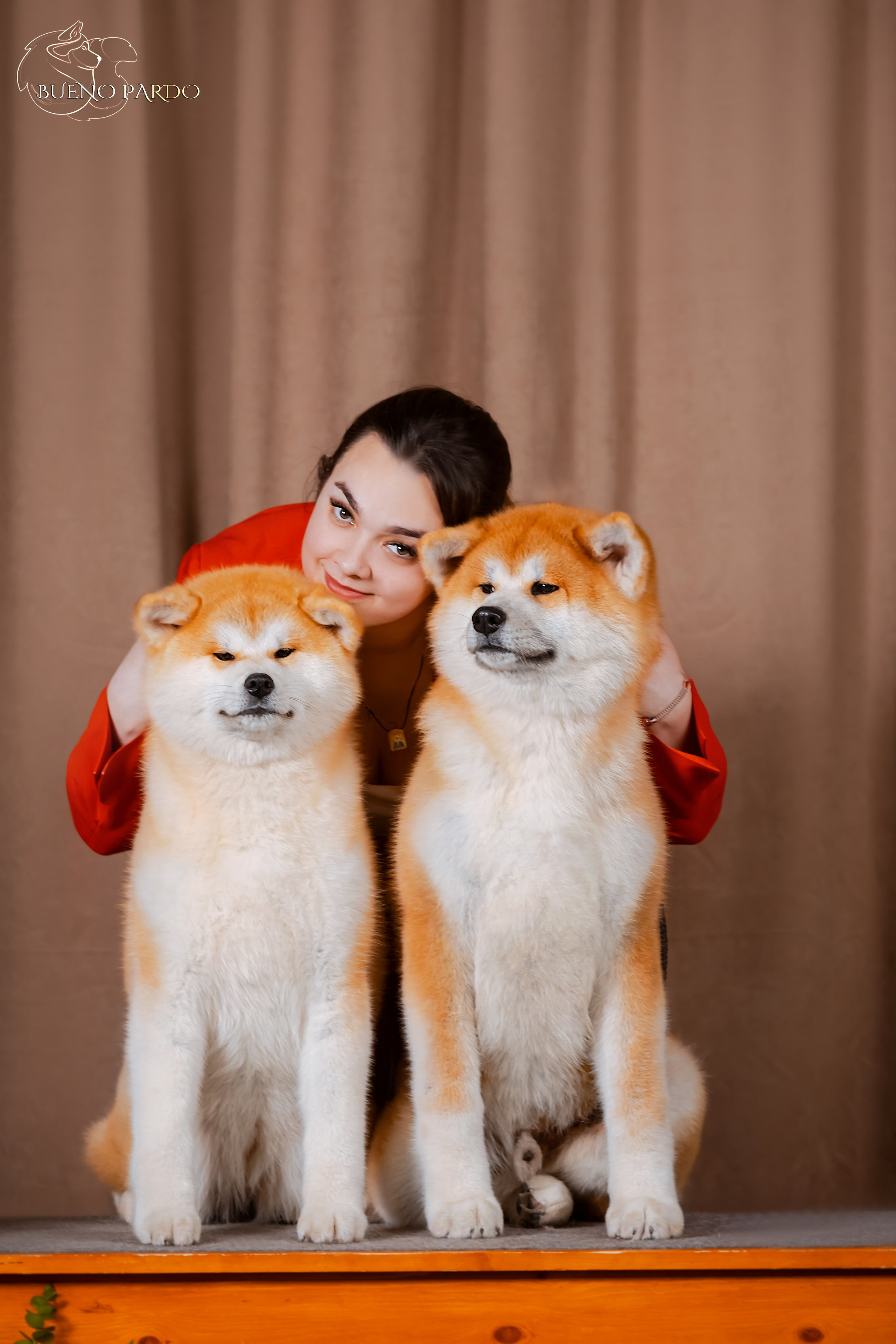 Собаки питомника Bueno Pardo. Питомник собак Акита, Хаски, Корги