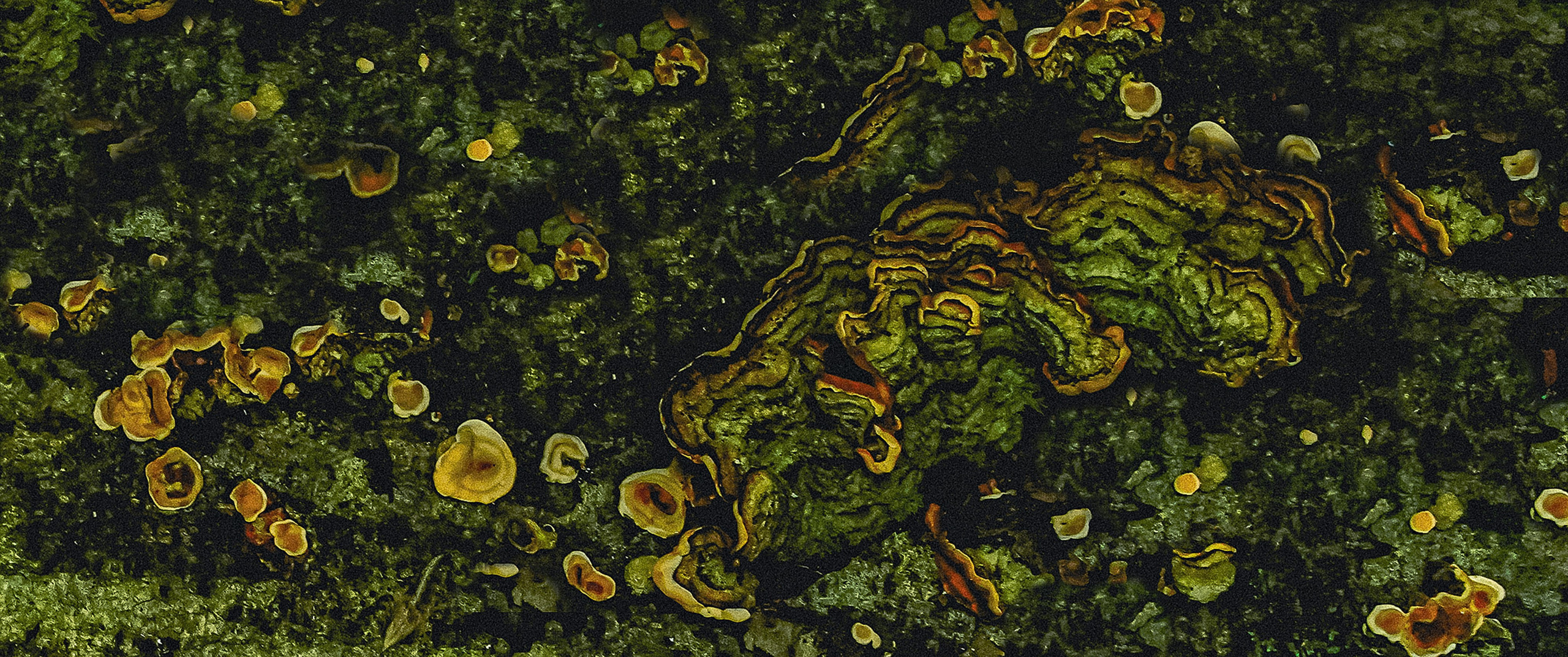 Творчество. Фотограф в Сочи Елена Лисотина. Фототуры в Сочи