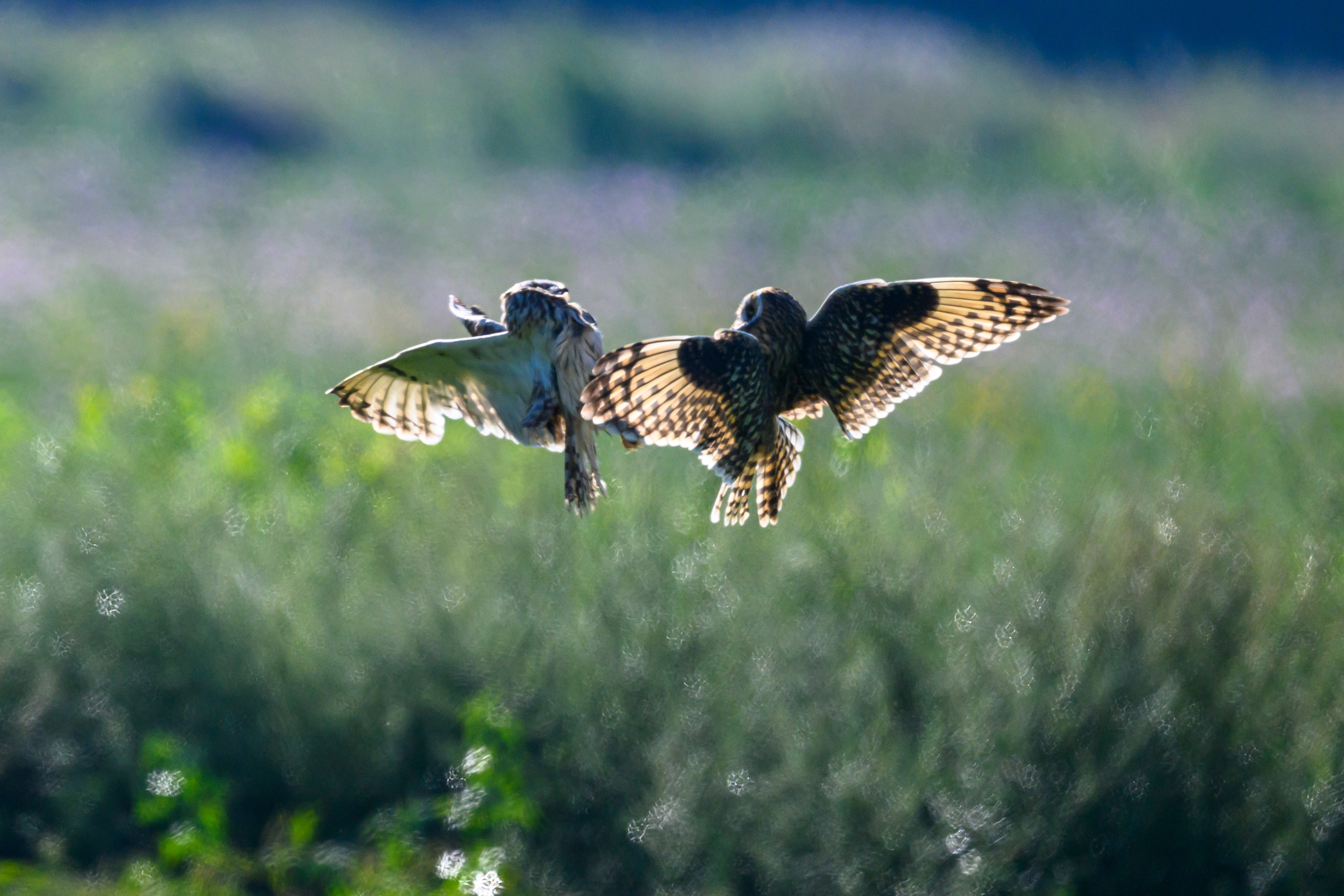 Первая охота совят. The first hunt of owlets. Фотограф Сергей Пупонин
