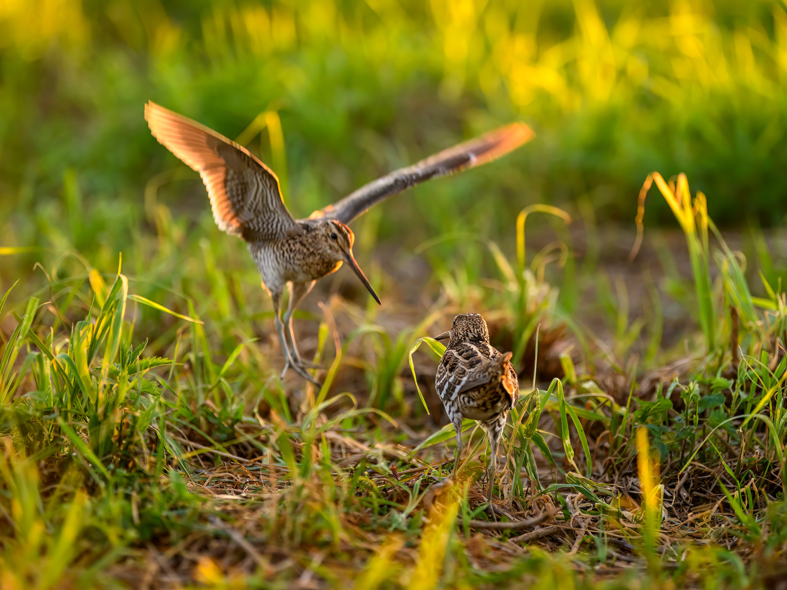 Дупелиный ток: настоящие гусары!. Фотограф Сергей Пупонин