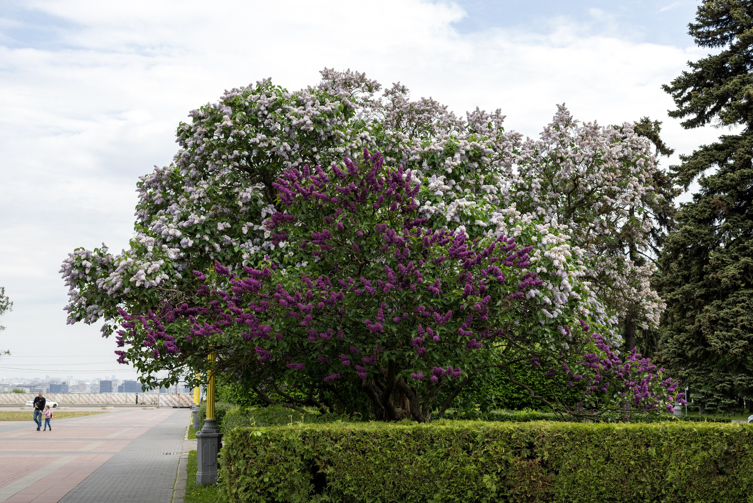 Фокус внимания. Главная