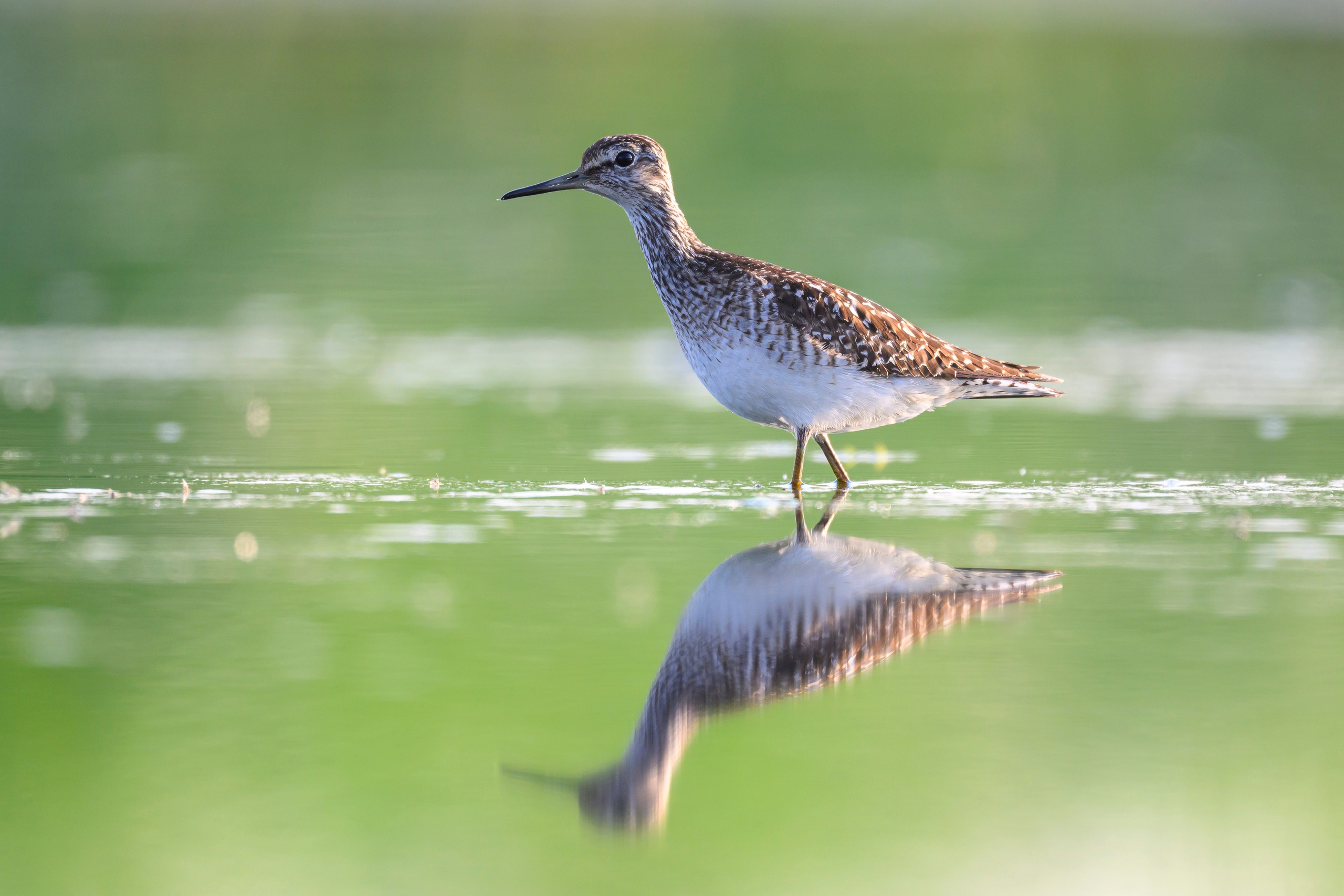 Поручейники и щеголь. Wildlife photography by Sergey Puponin