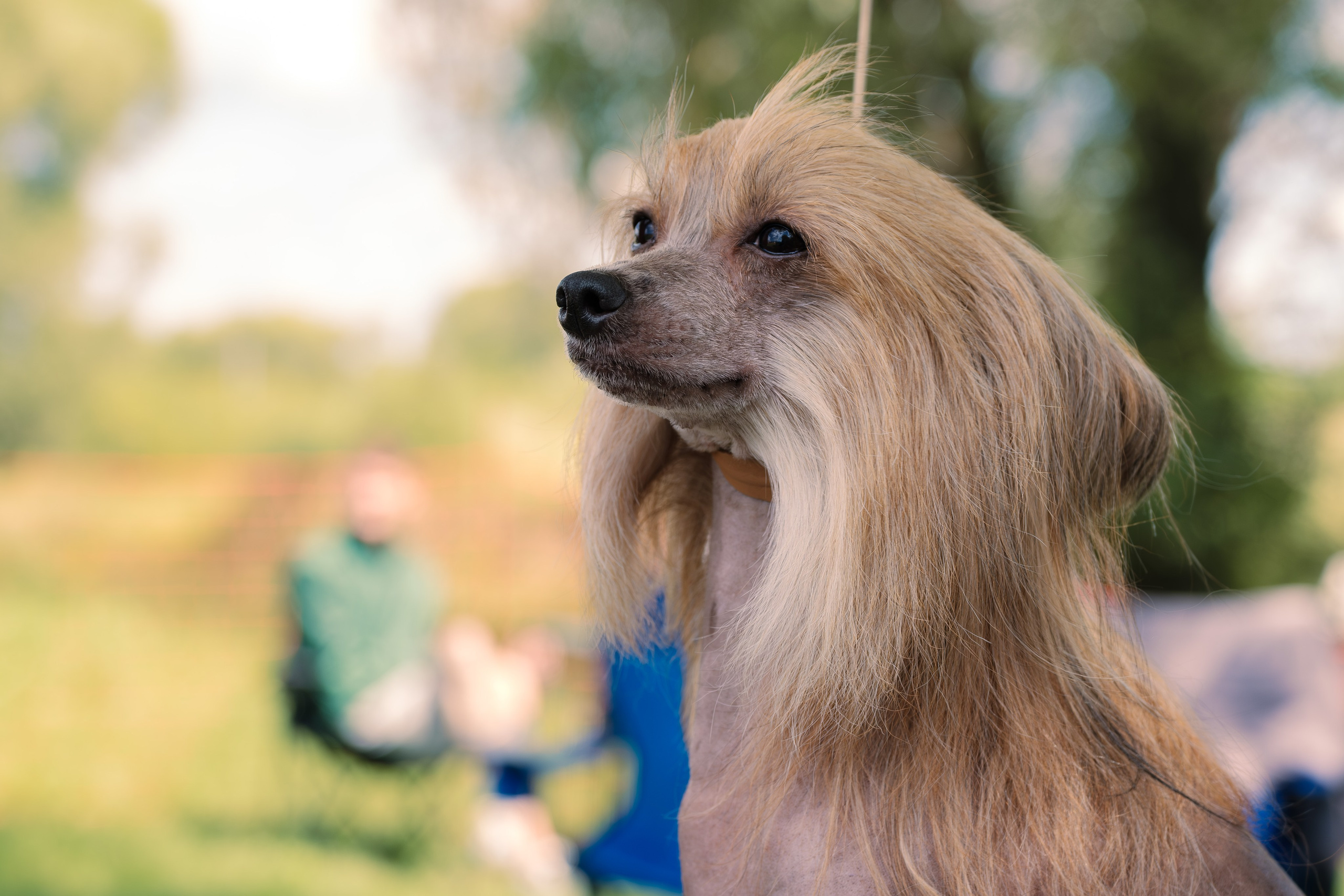Poale Ell Cooper. Chinese Crested Dog Kennel Poale Ell