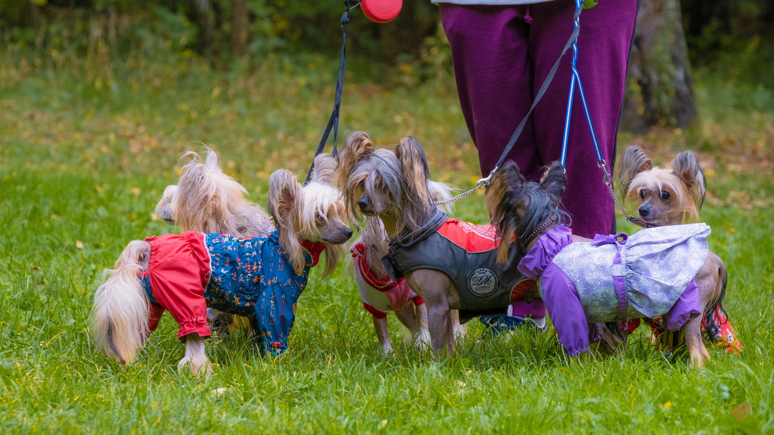 Morning walk in the park. Chinese Crested Dog Kennel Poale Ell