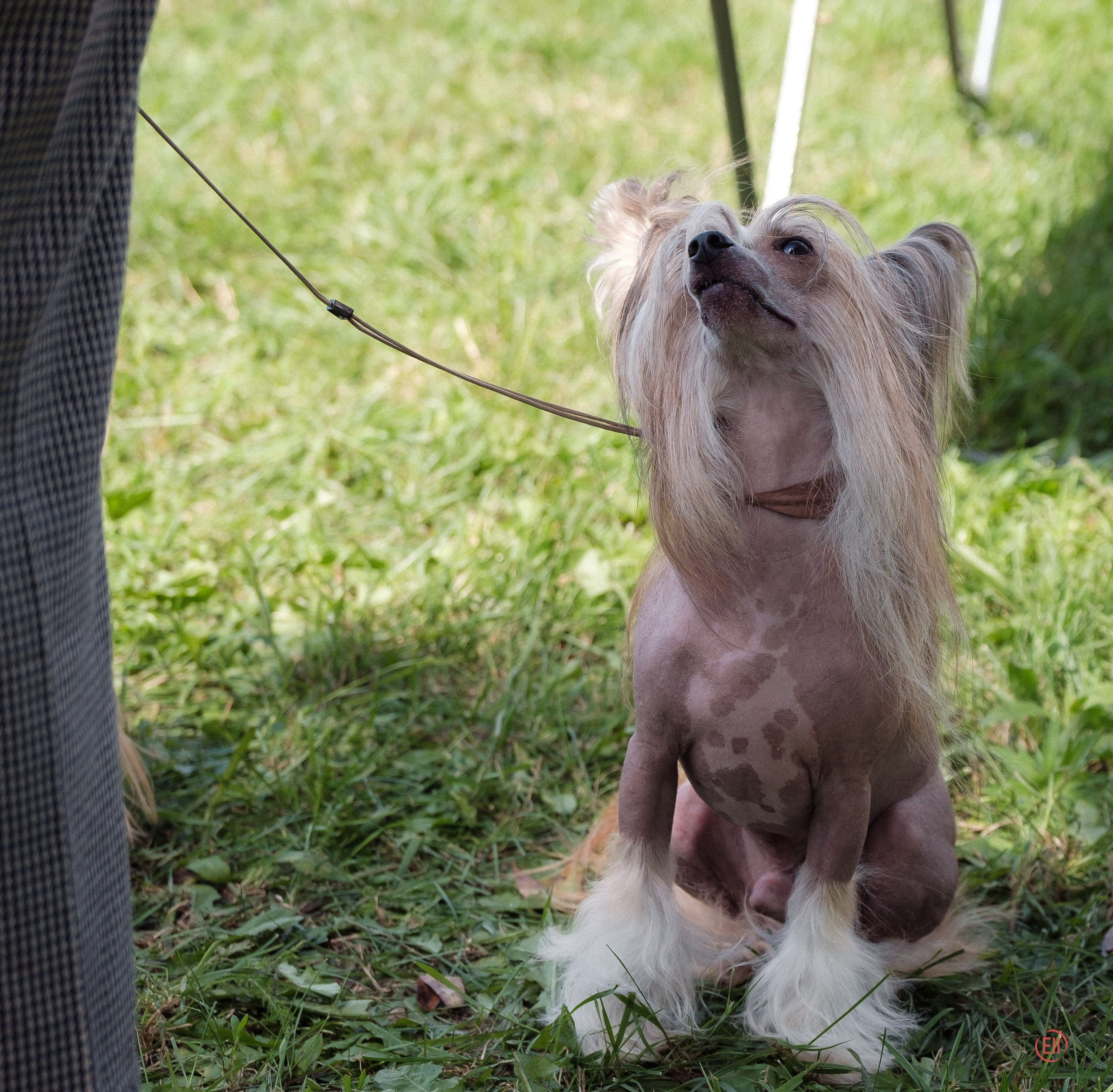Липецк. Выставка собак. Питомник китайских хохлатых собак Poale Ell: купить щенка