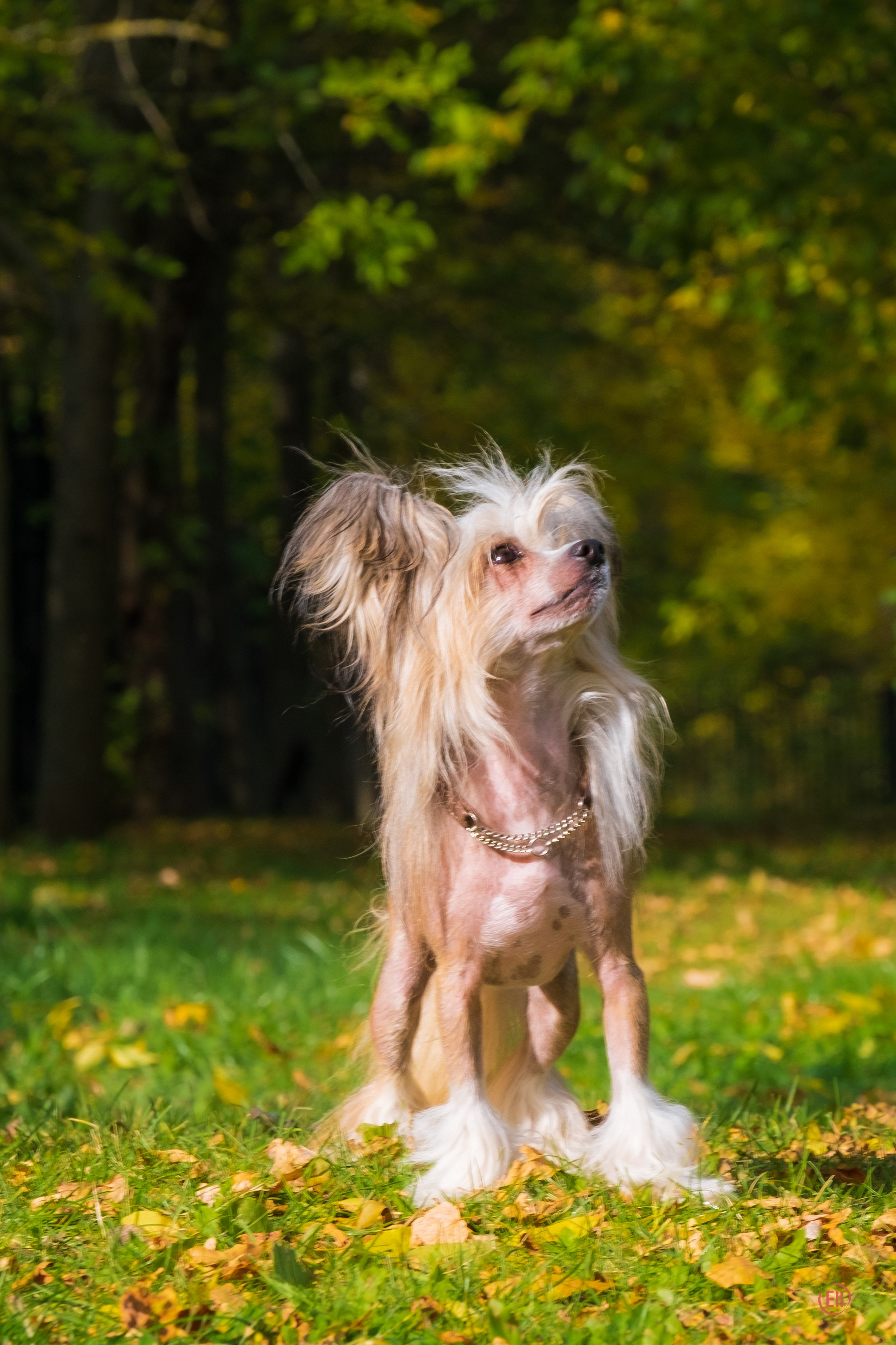On a walk. Chinese Crested Dog Kennel Poale Ell