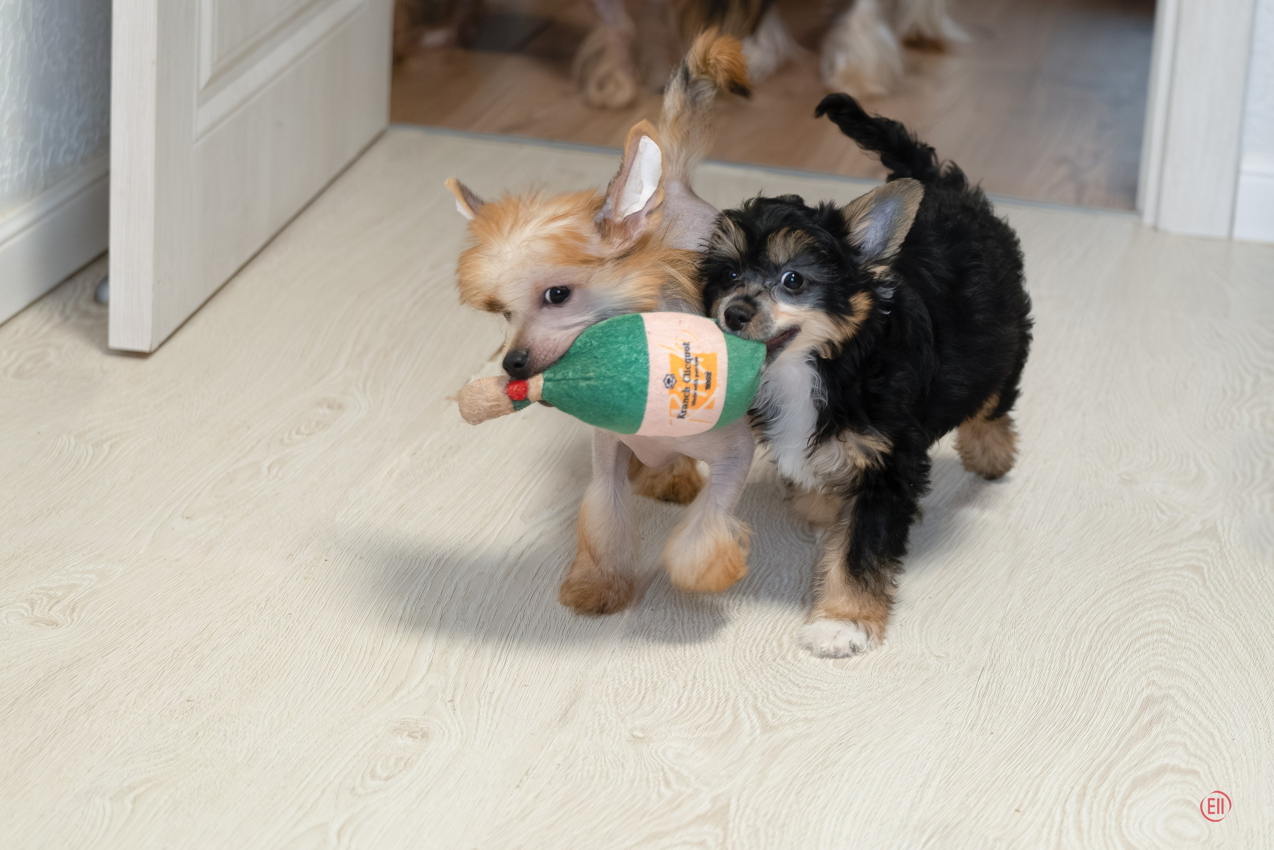 Poale Ell Grace. Chinese Crested Dog Kennel Poale Ell