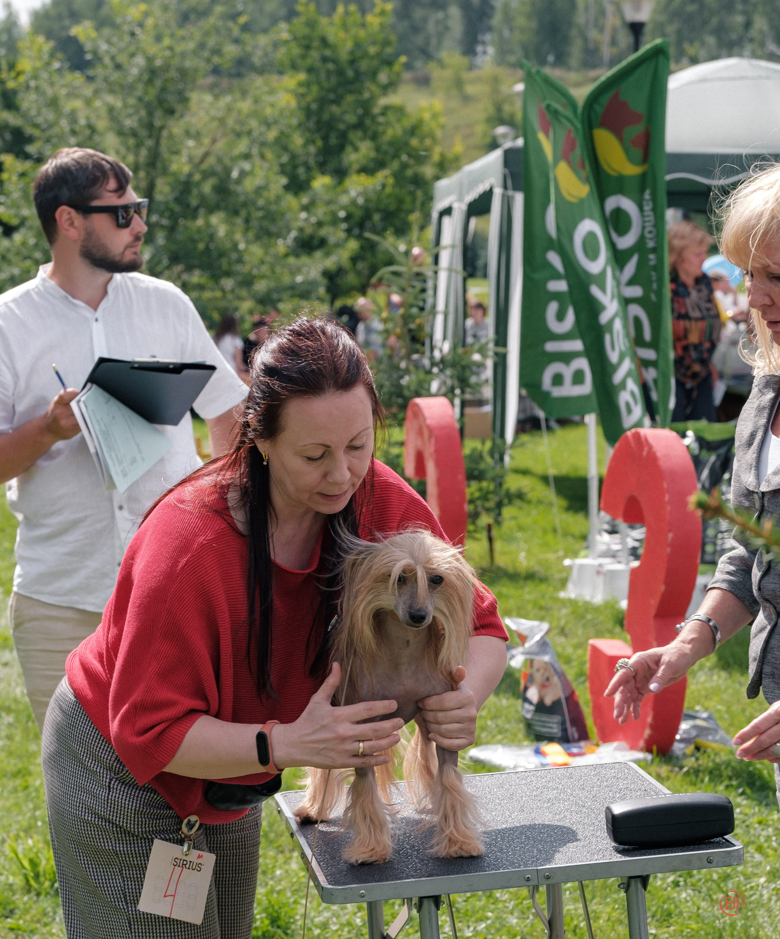 Липецк. Выставка собак. Питомник китайских хохлатых собак Poale Ell: купить щенка