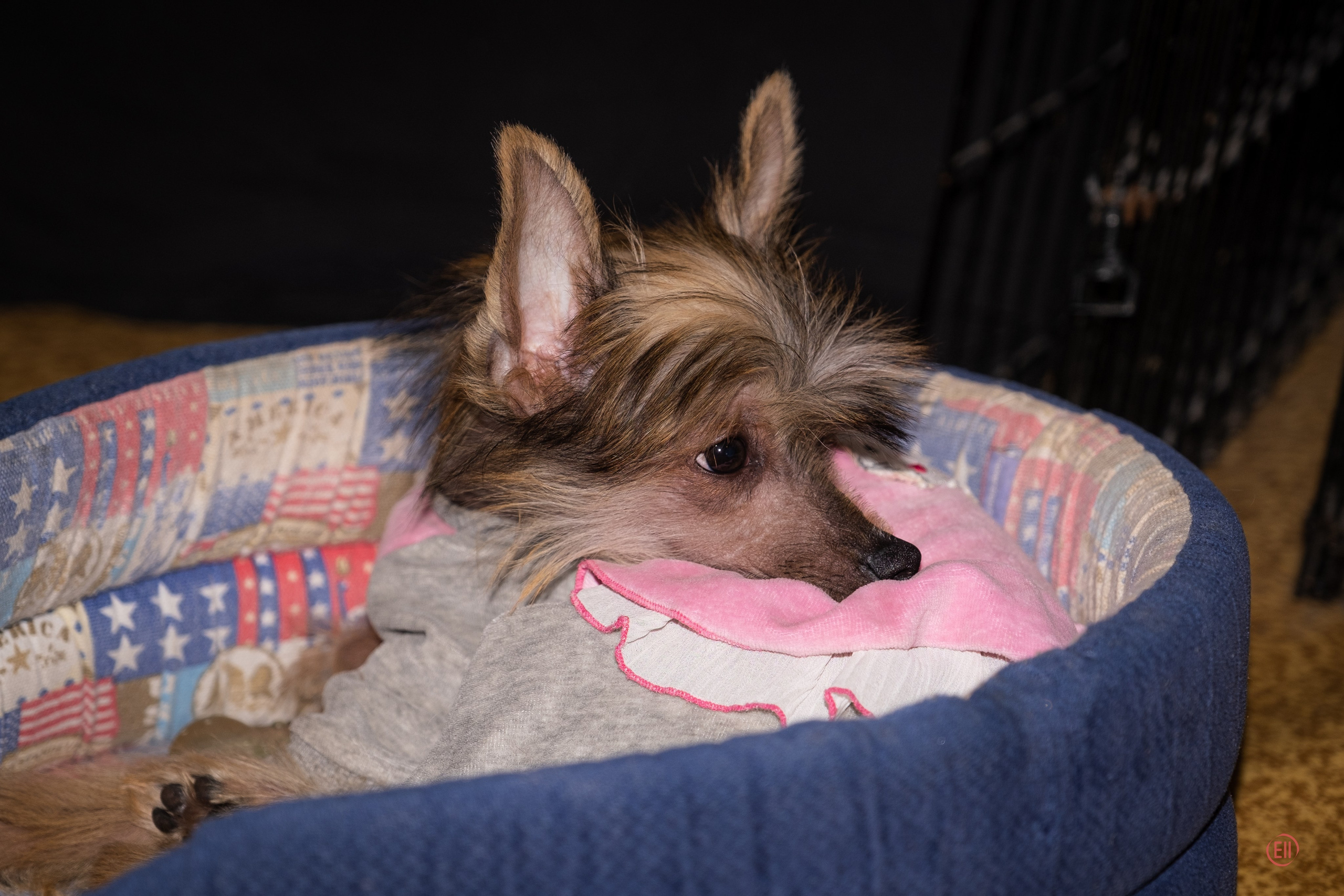 Ashantal Emmanuel Poale Ell. Chinese Crested Dog Kennel Poale Ell