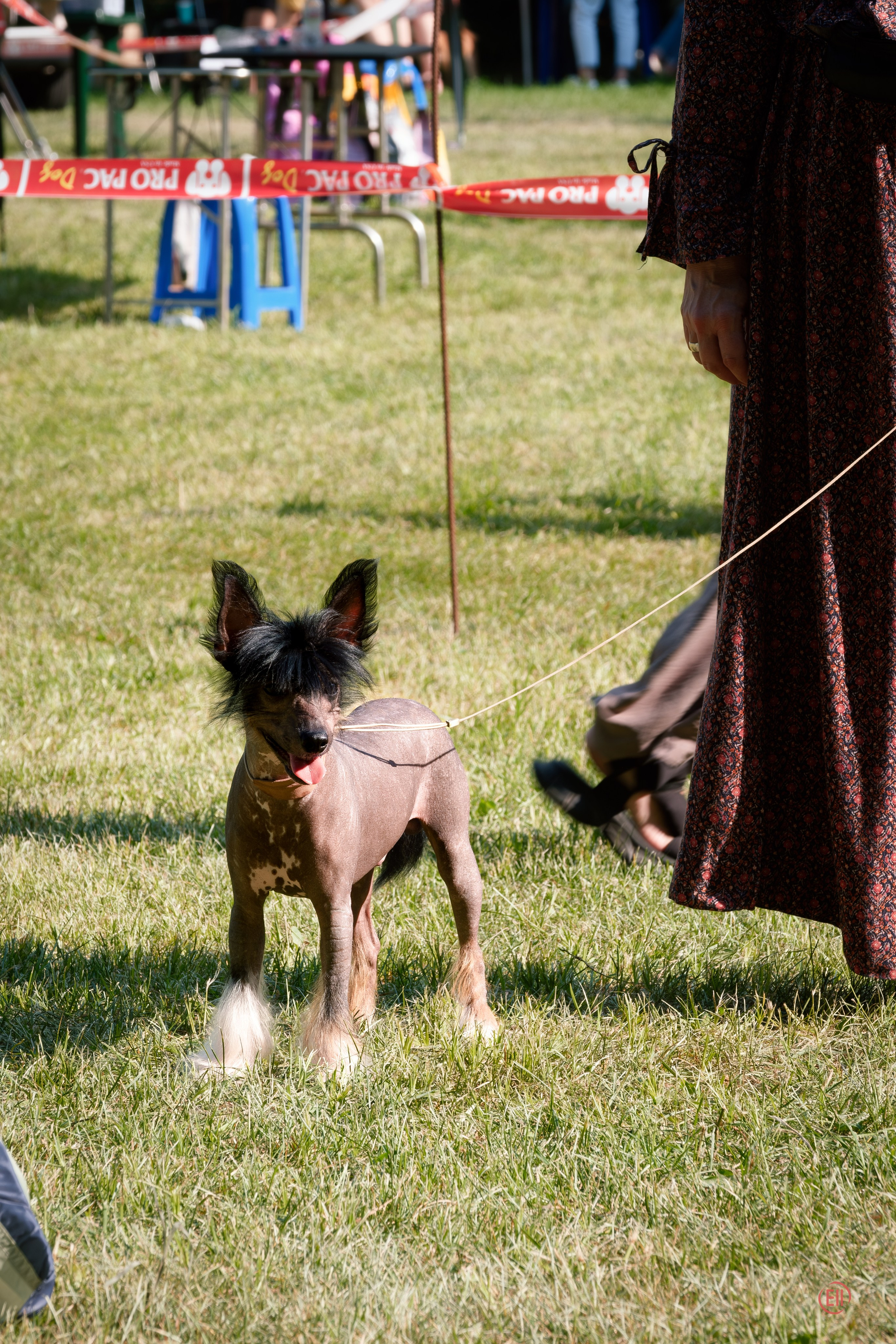 Vik’s first exhibition (Poale Ell Vik). Chinese Crested Dog Kennel Poale Ell