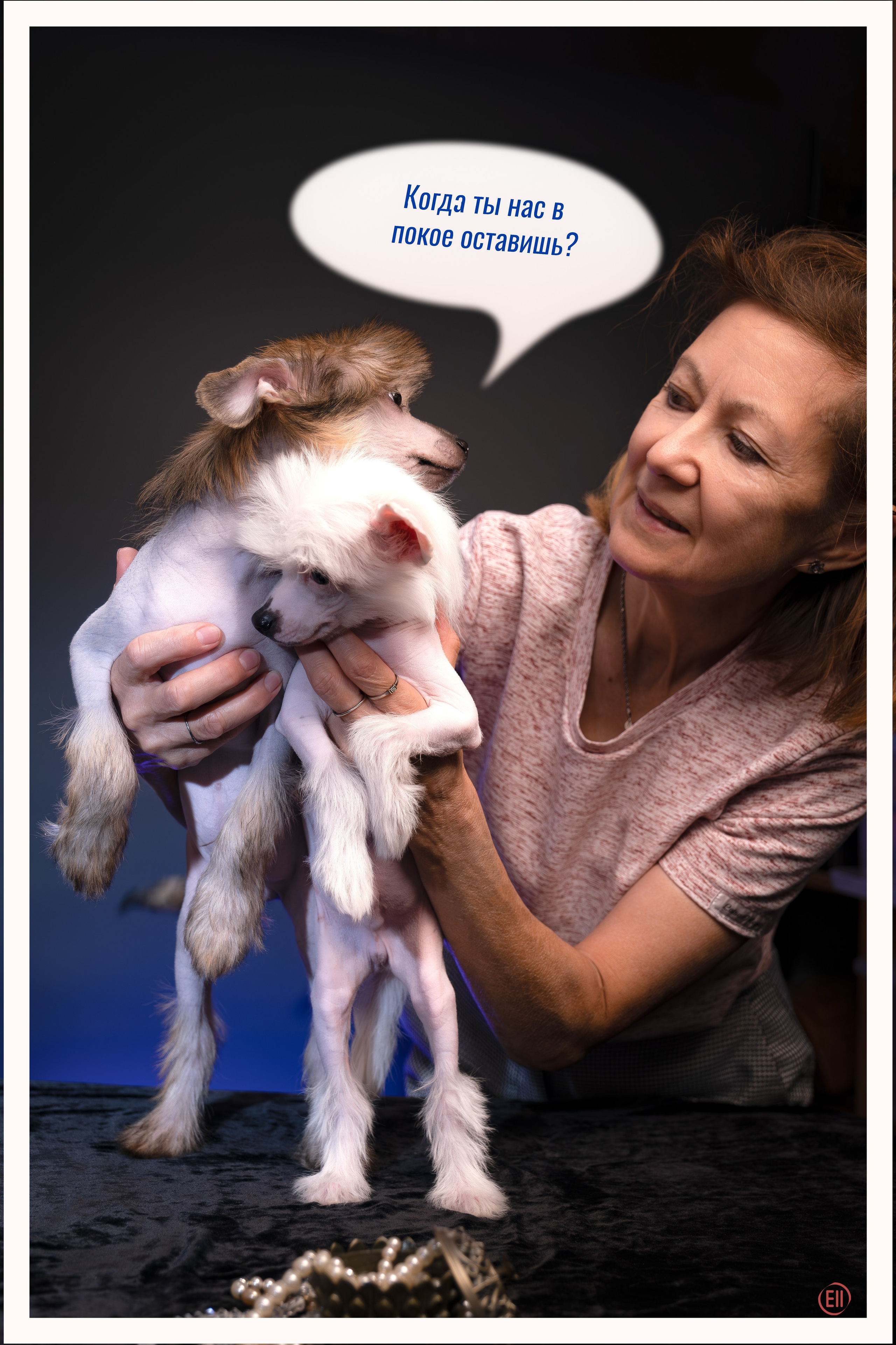 First photo session of the litter “F” of the Laisan Island kennel. Chinese Crested Dog Kennel Poale Ell