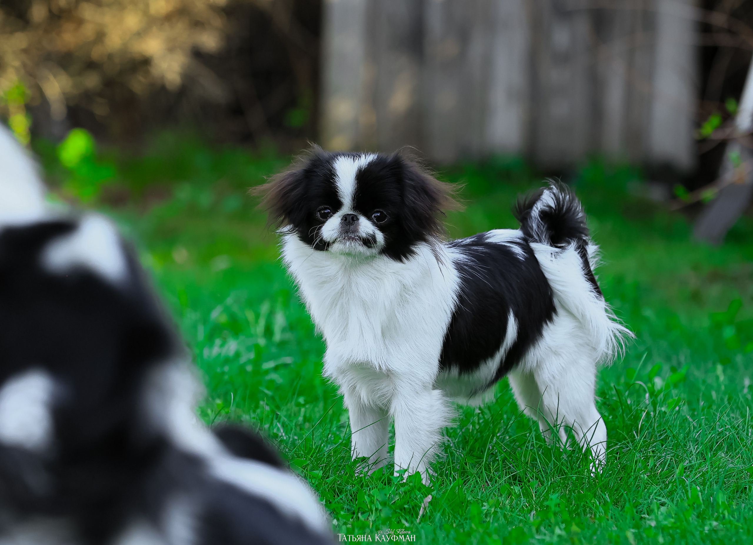 Японский хин, фотография японский хин, собака в цветах, красивая собака, фотограф анималист, фотокурс Анималистика, научиться фотографировать собак, фотограф Новосибирск