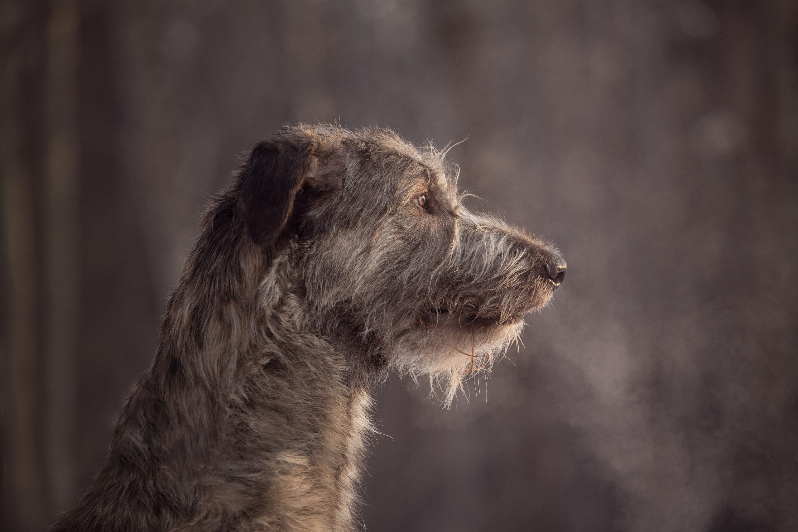 Фотосъемка животных. Фотограф в Новосибирске